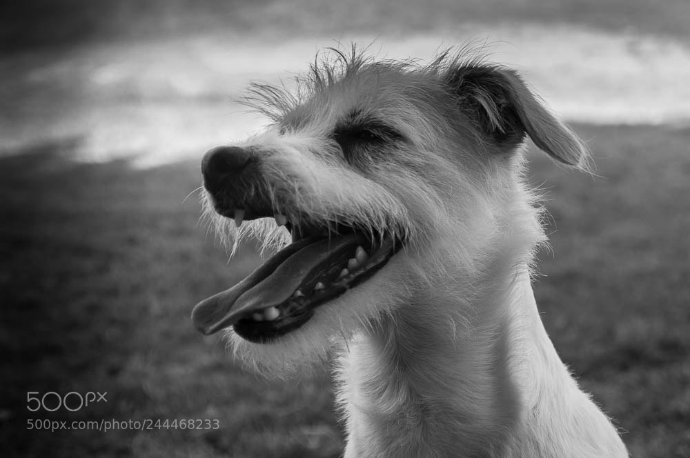 Sony Alpha NEX-F3 sample photo. Dingo! photography