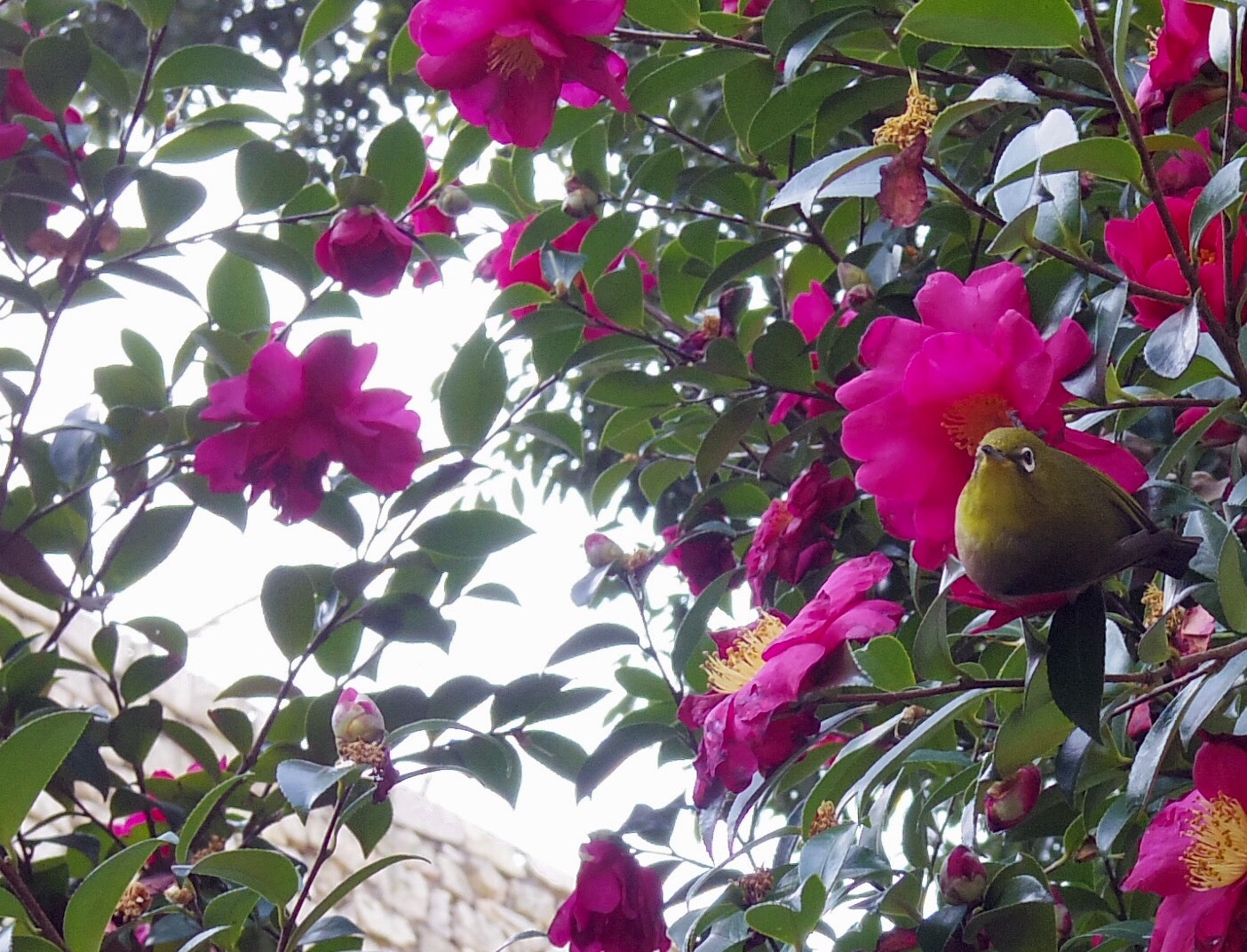 Pentax Q-S1 sample photo. A white-eye and camellias photography