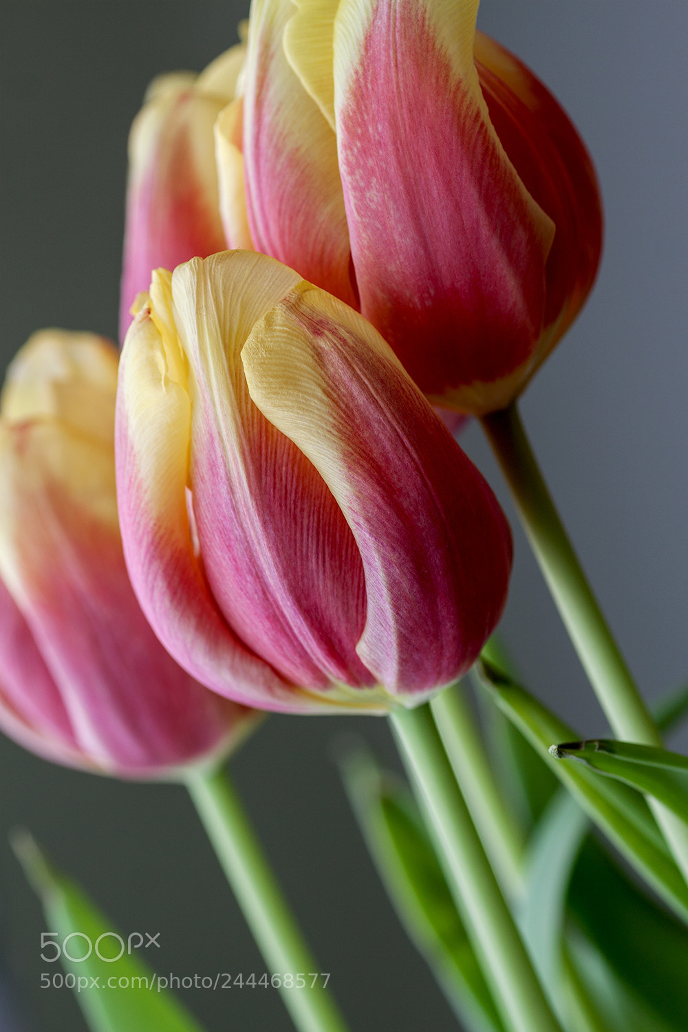 Canon EOS 50D sample photo. Gathering photography