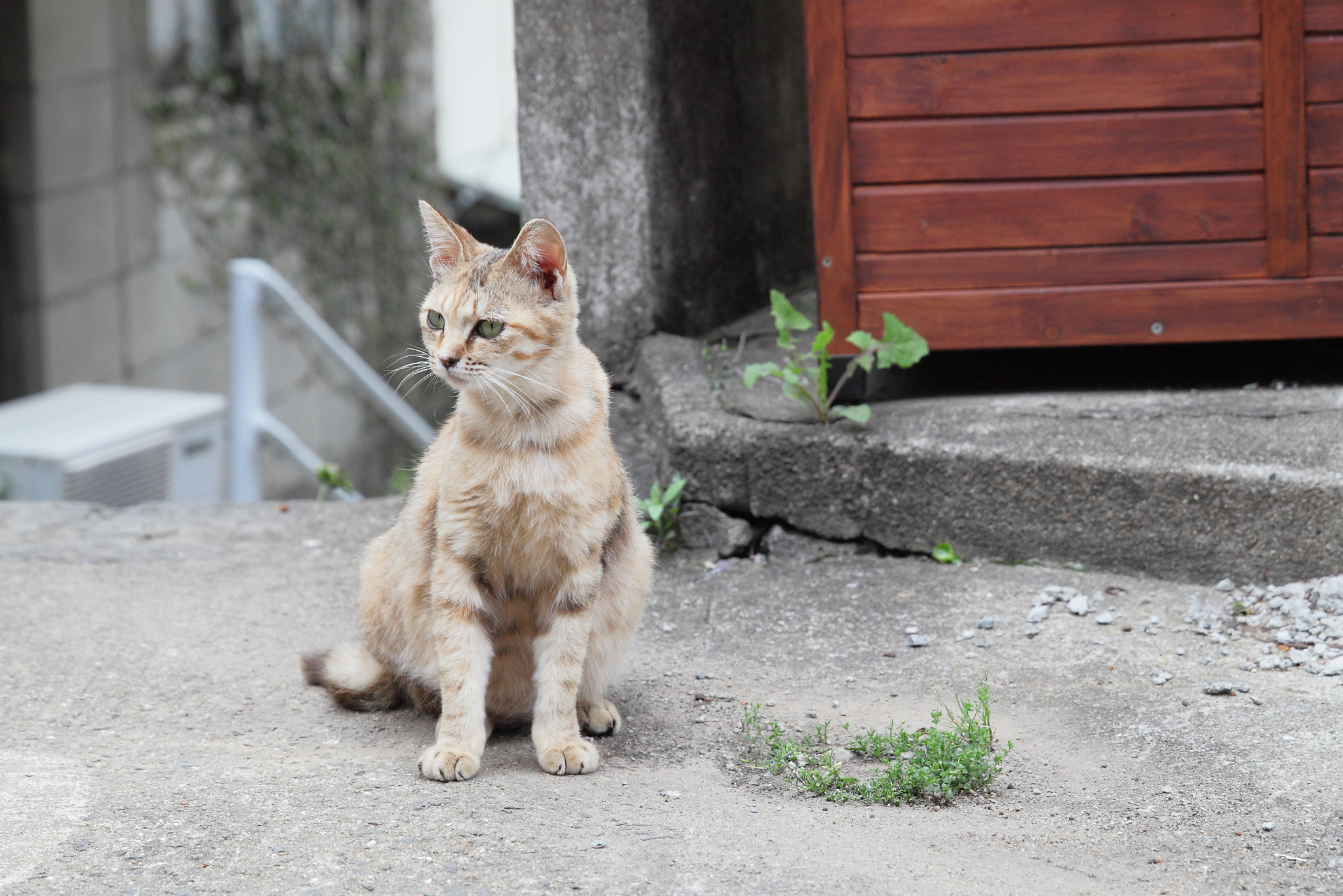 Canon EF 24-70mm F2.8L II USM sample photo. Cat photography
