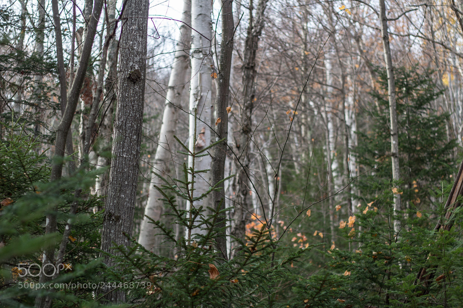 Canon EOS 100D (EOS Rebel SL1 / EOS Kiss X7) sample photo. Adirondack photography