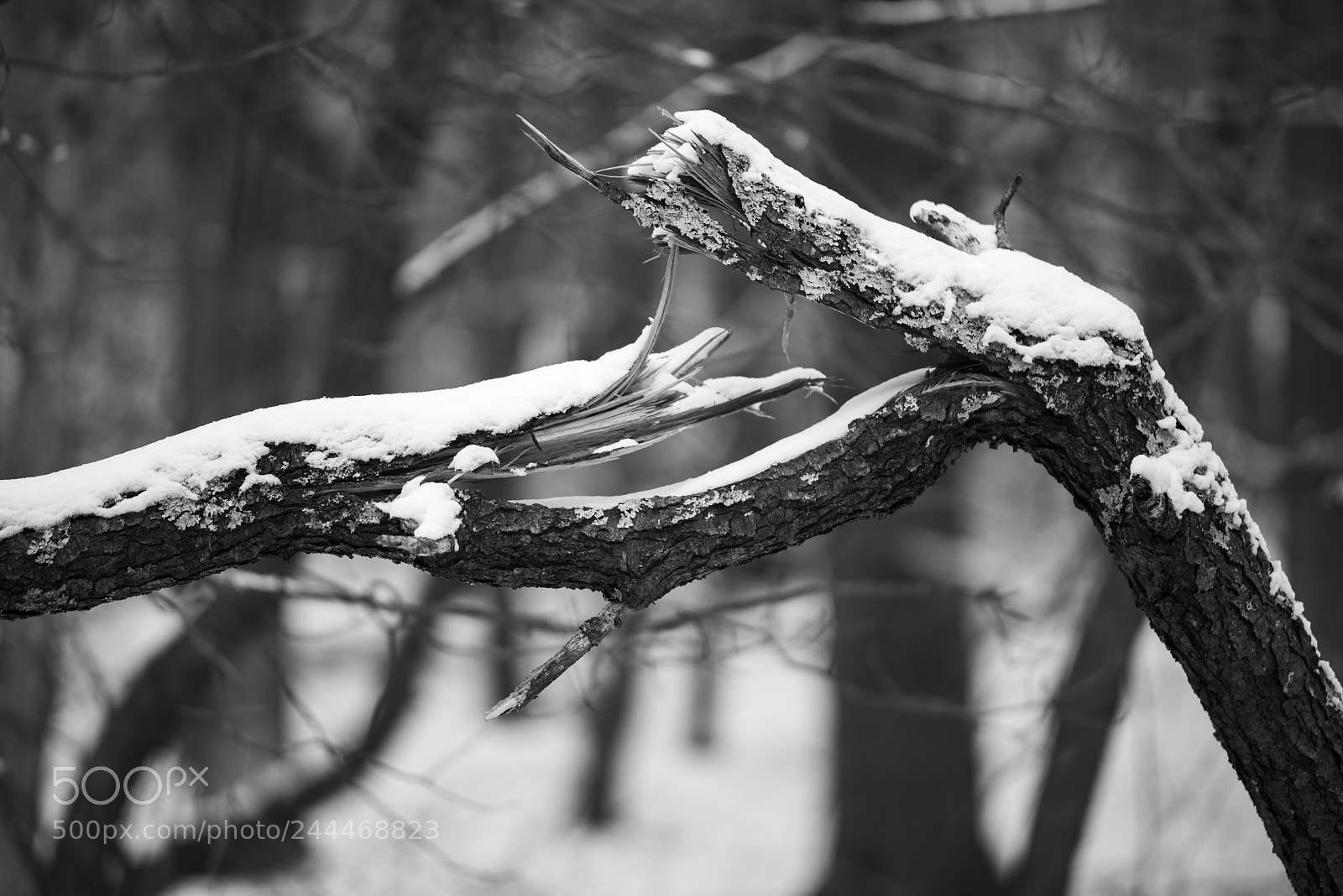Pentax K-1 sample photo. Fallen cherry tree photography
