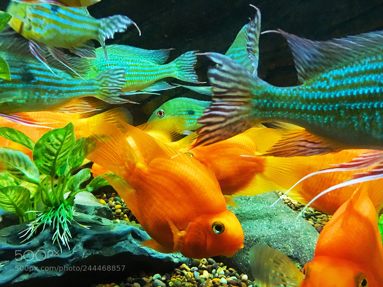 Apple iPhone 6s sample photo. Fishes photography