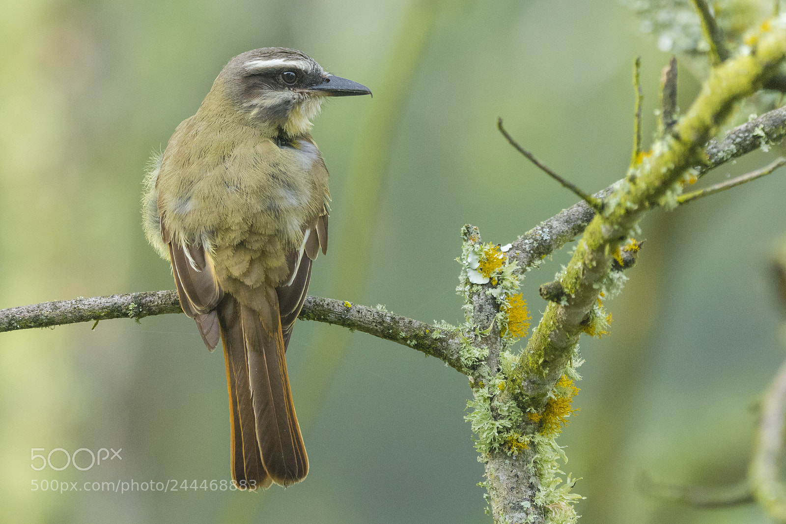 Nikon D7100 sample photo. Golden-crowned flycatcher photography