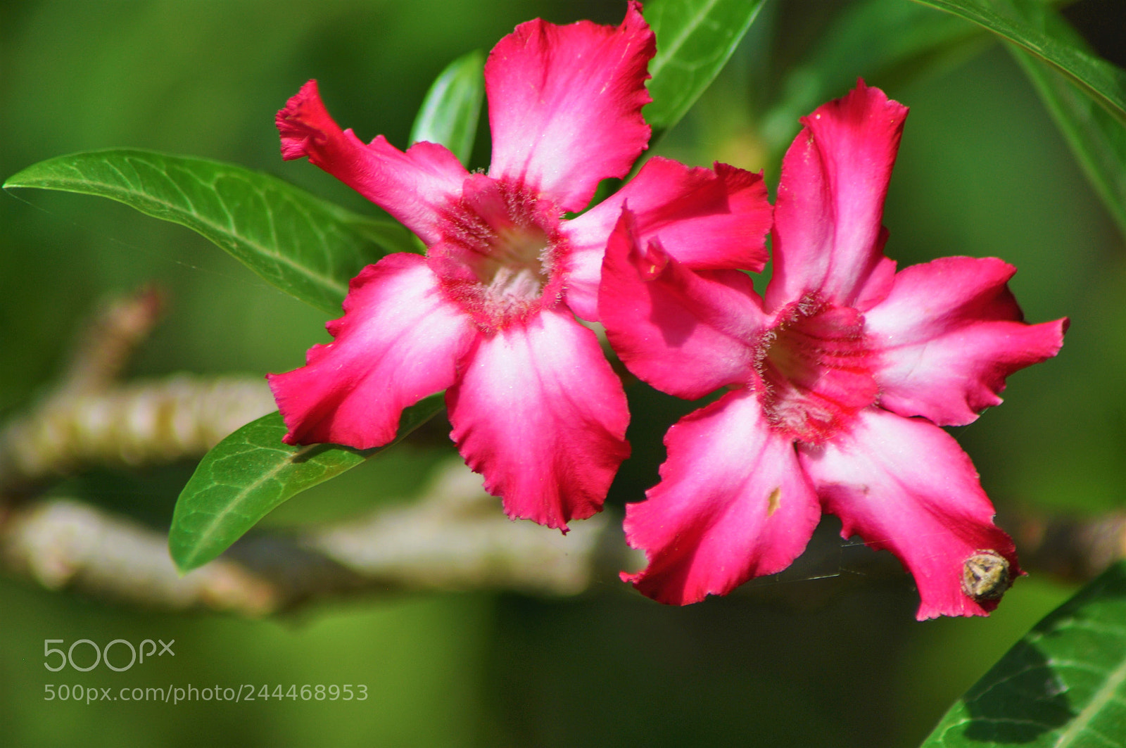 Nikon D5000 sample photo. Pink flower photography