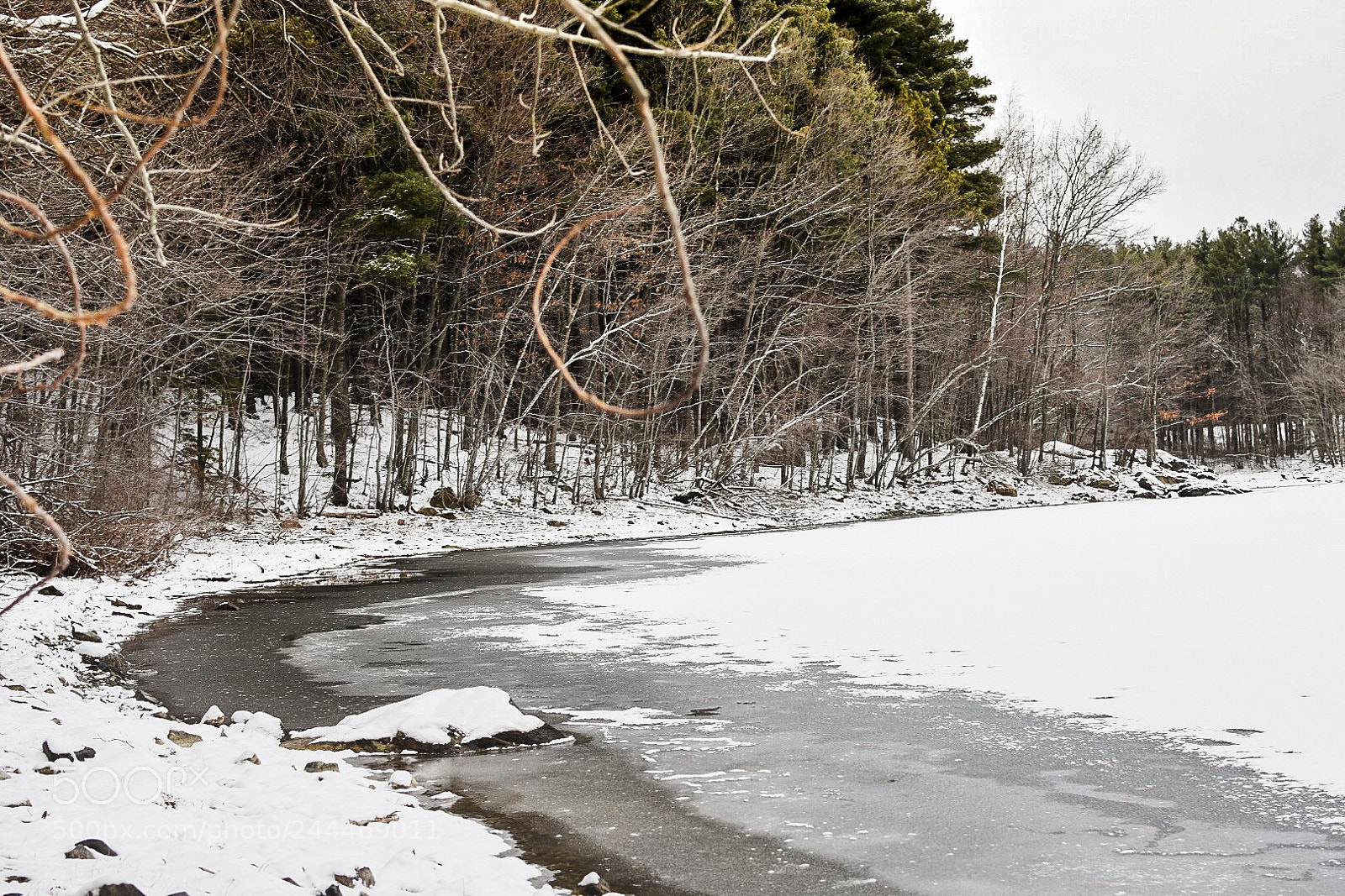 Nikon D7200 sample photo. Brown branch photography