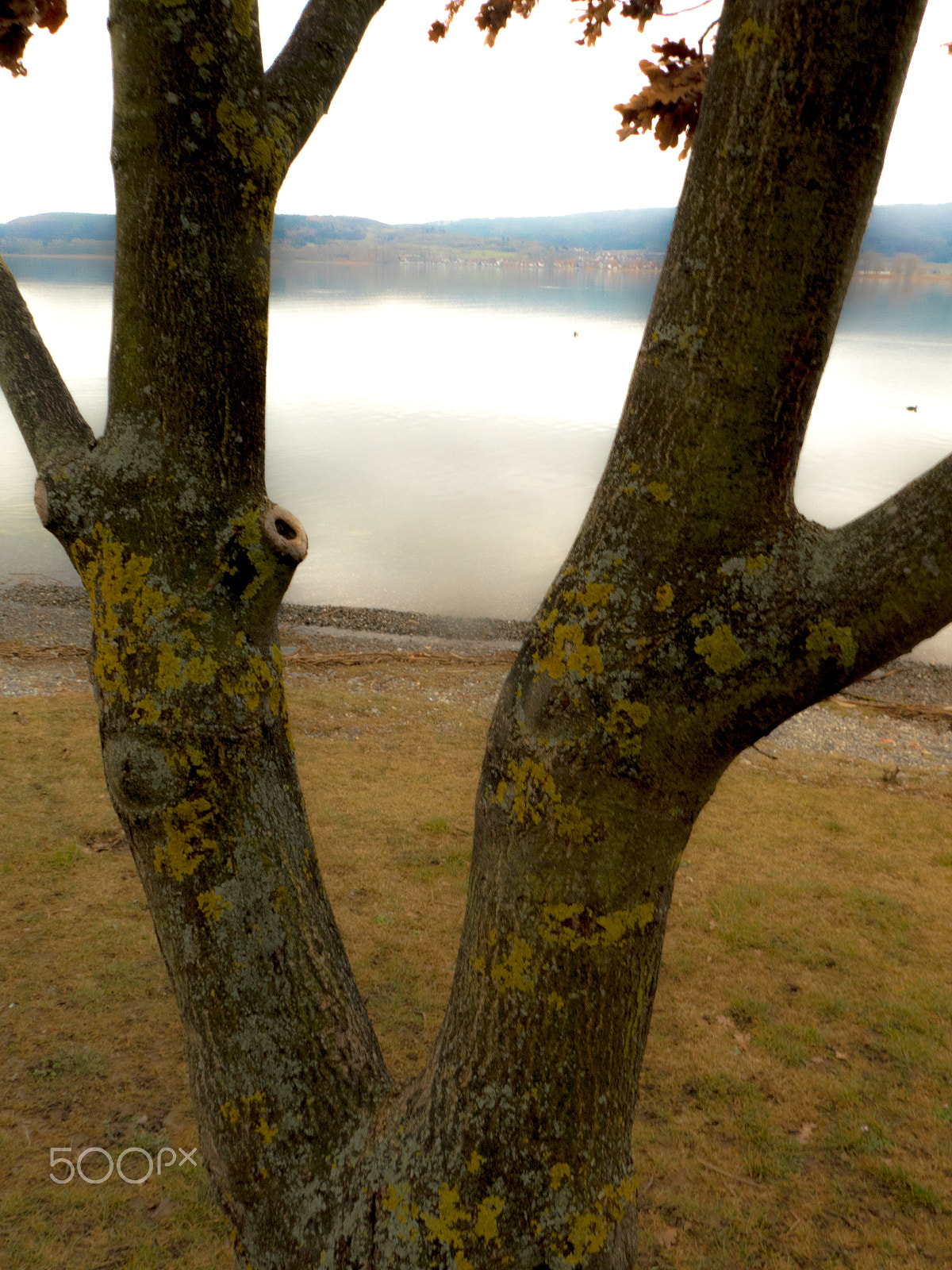 Panasonic DC-TZ91 sample photo. Baum am see photography
