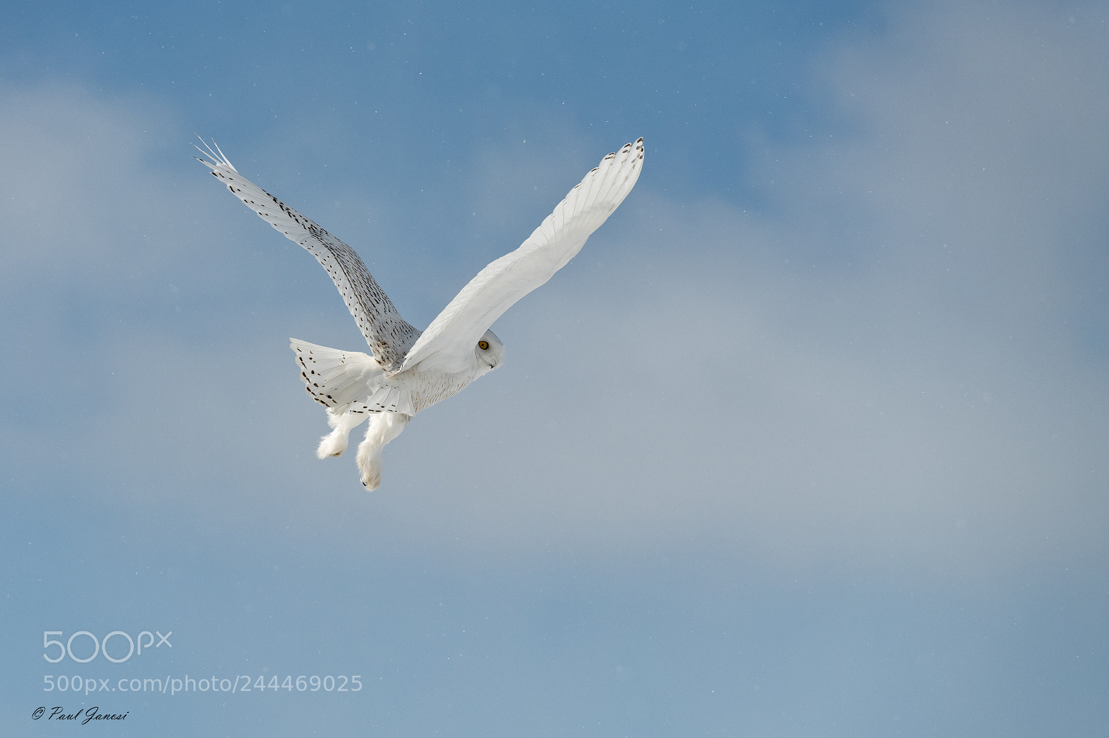 Nikon D850 sample photo. Snowy owl photography