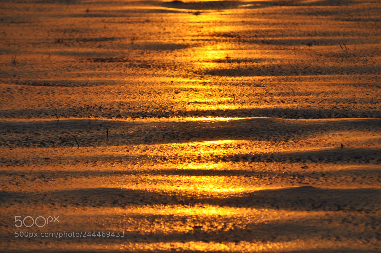 Nikon D5000 sample photo. Natures frozen gold photography