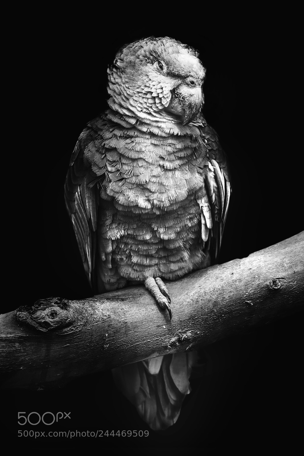 Nikon D610 sample photo. In the wild live photography