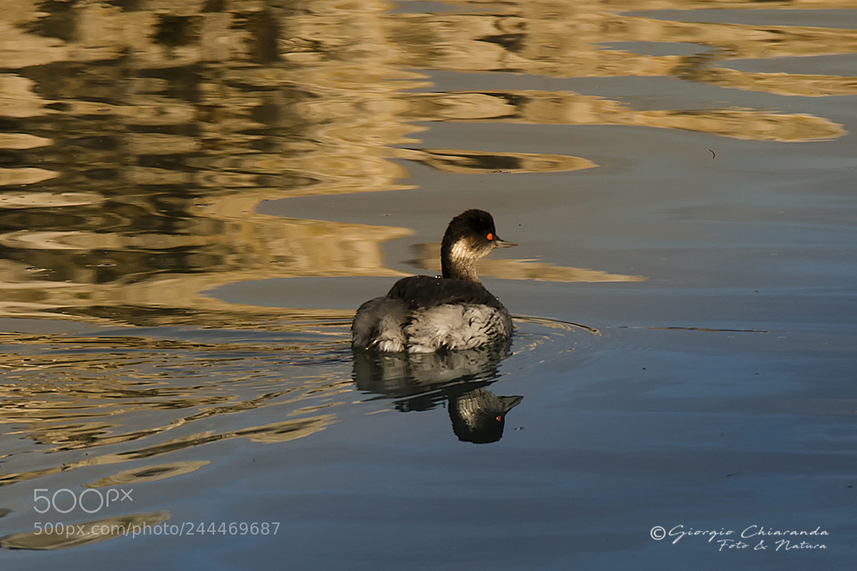 Canon EOS 7D Mark II sample photo. Svasso piccolo photography