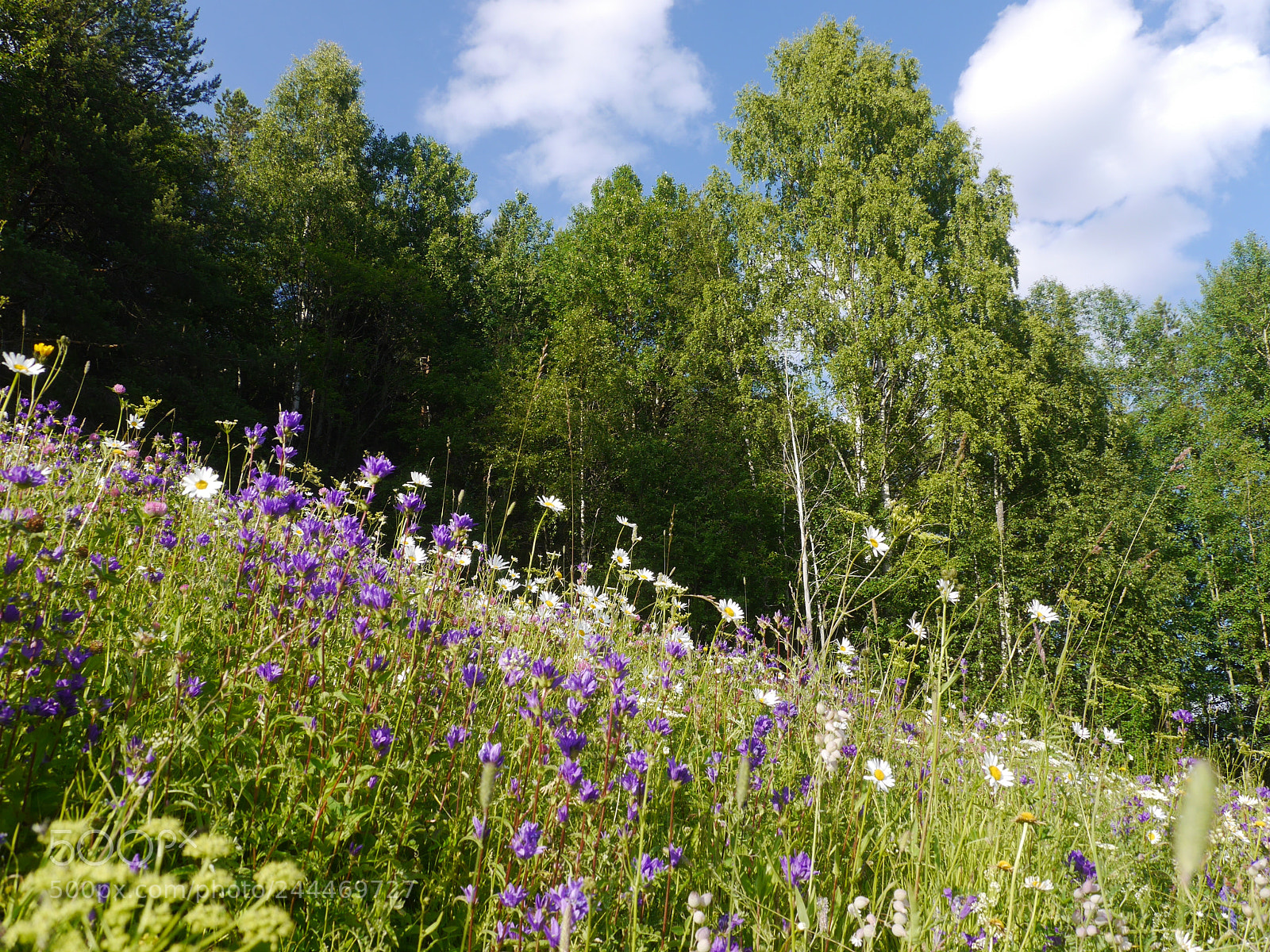Panasonic Lumix DMC-G6 sample photo. Blooming glade photography