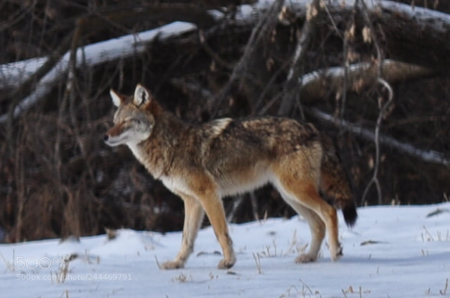 Nikon D5000 sample photo. Mr coyote photography