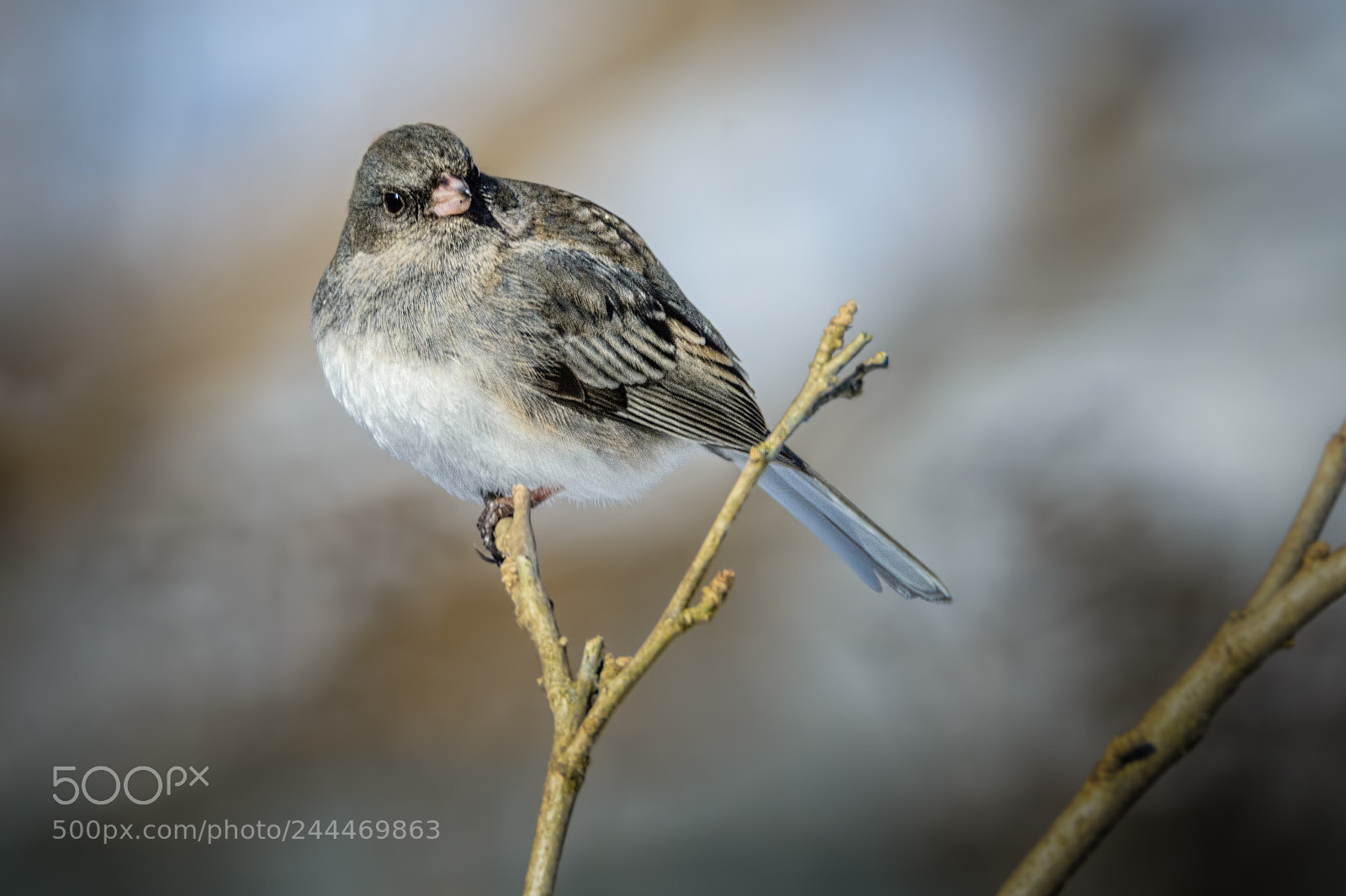 Nikon D7100 sample photo. Junco photography