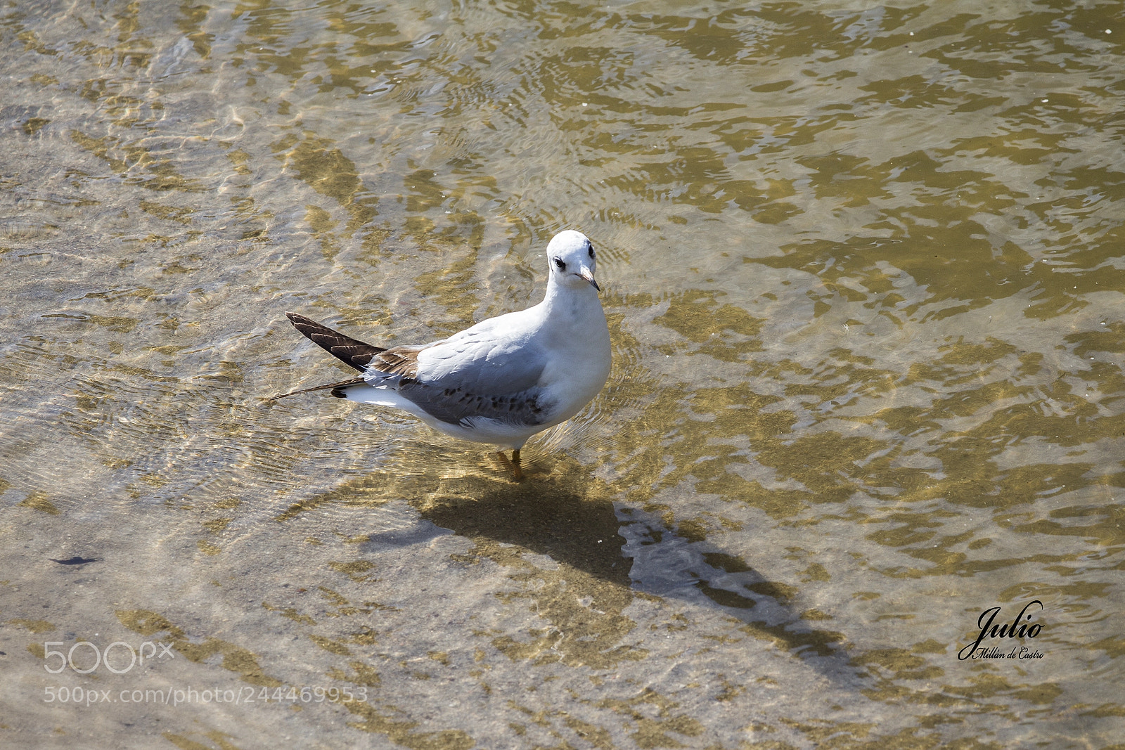 Canon EOS 650D (EOS Rebel T4i / EOS Kiss X6i) sample photo. Gaviota photography