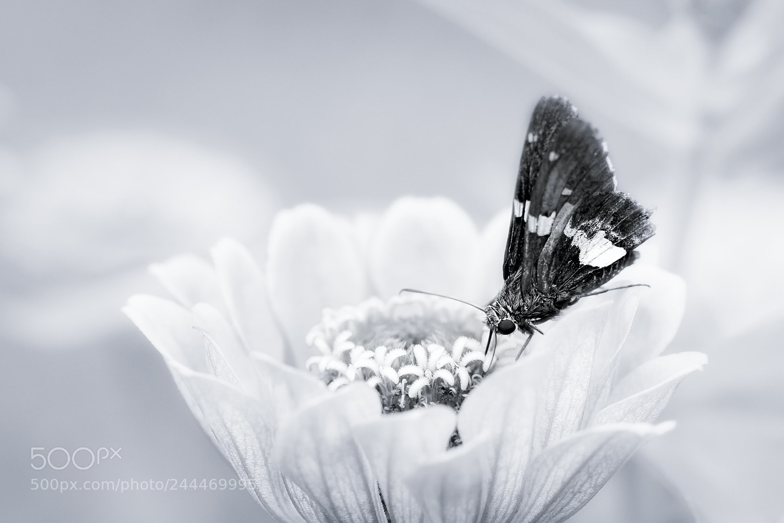 Canon EOS 40D sample photo. Flower and moth photography