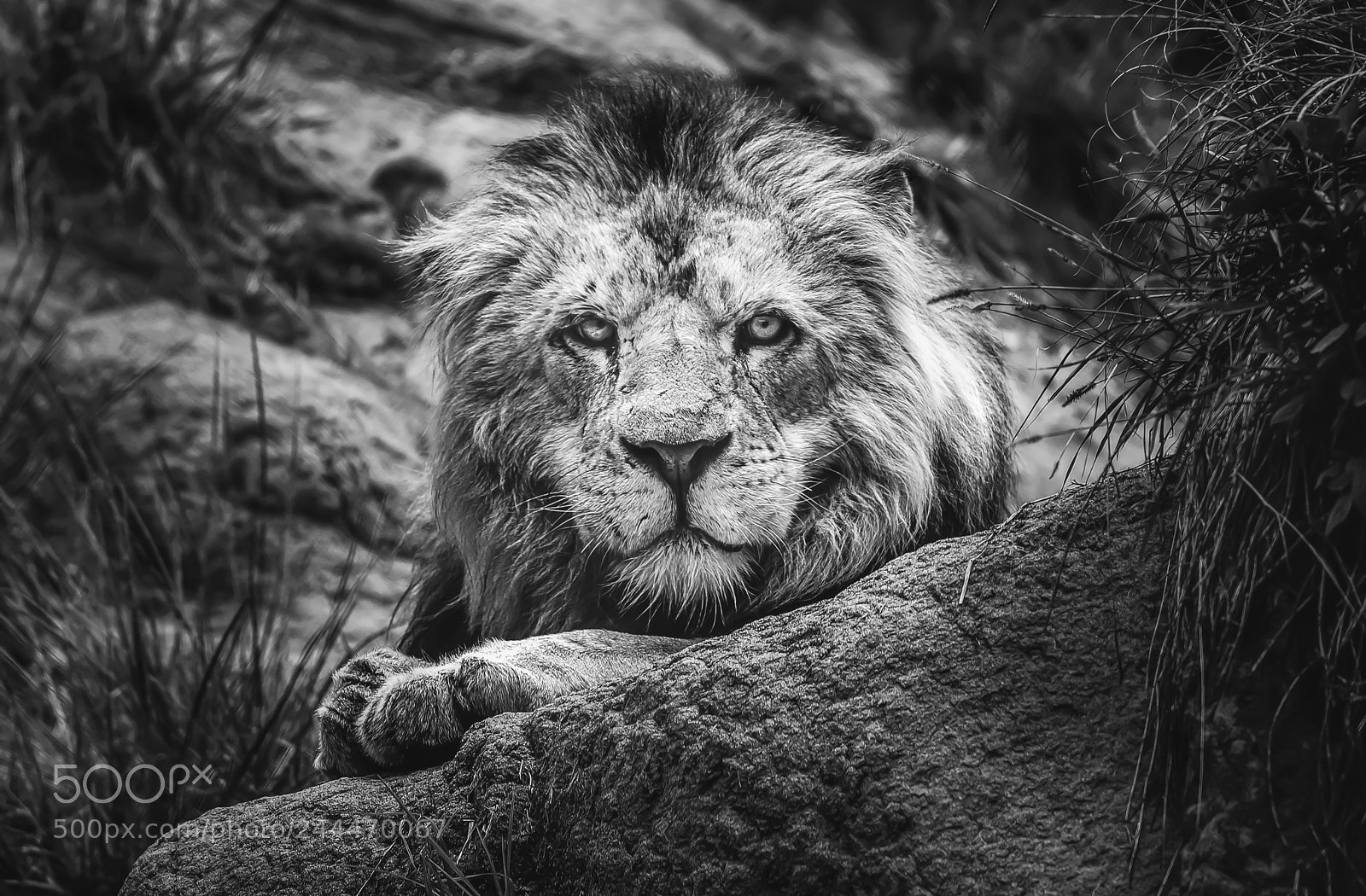 Nikon D610 sample photo. Wild live enero lion photography
