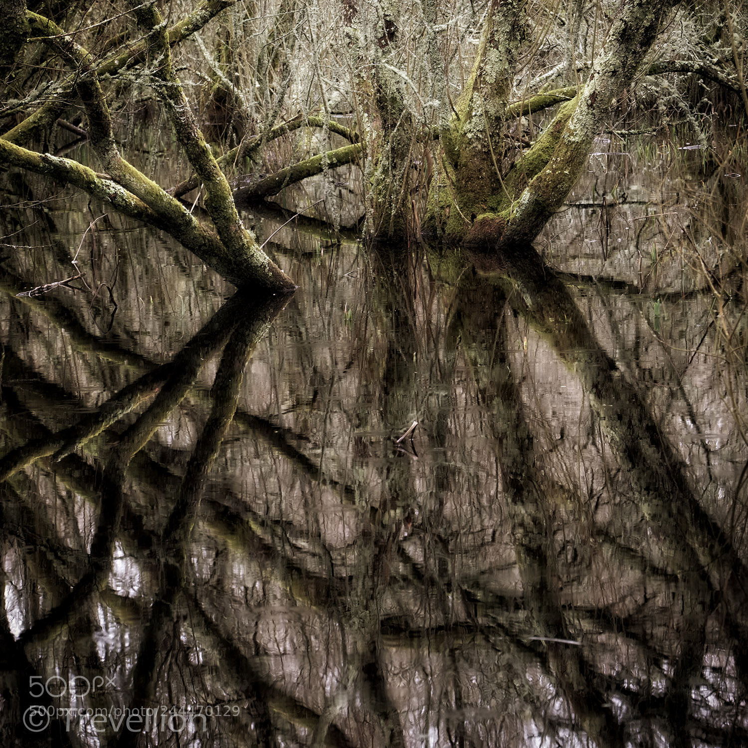 Fujifilm X-E1 sample photo. Tree lines photography