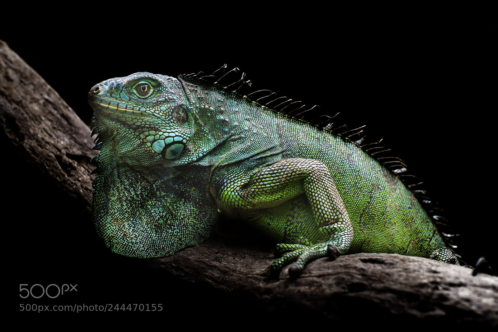 Nikon D610 sample photo. Wild live enero iguana #1 photography