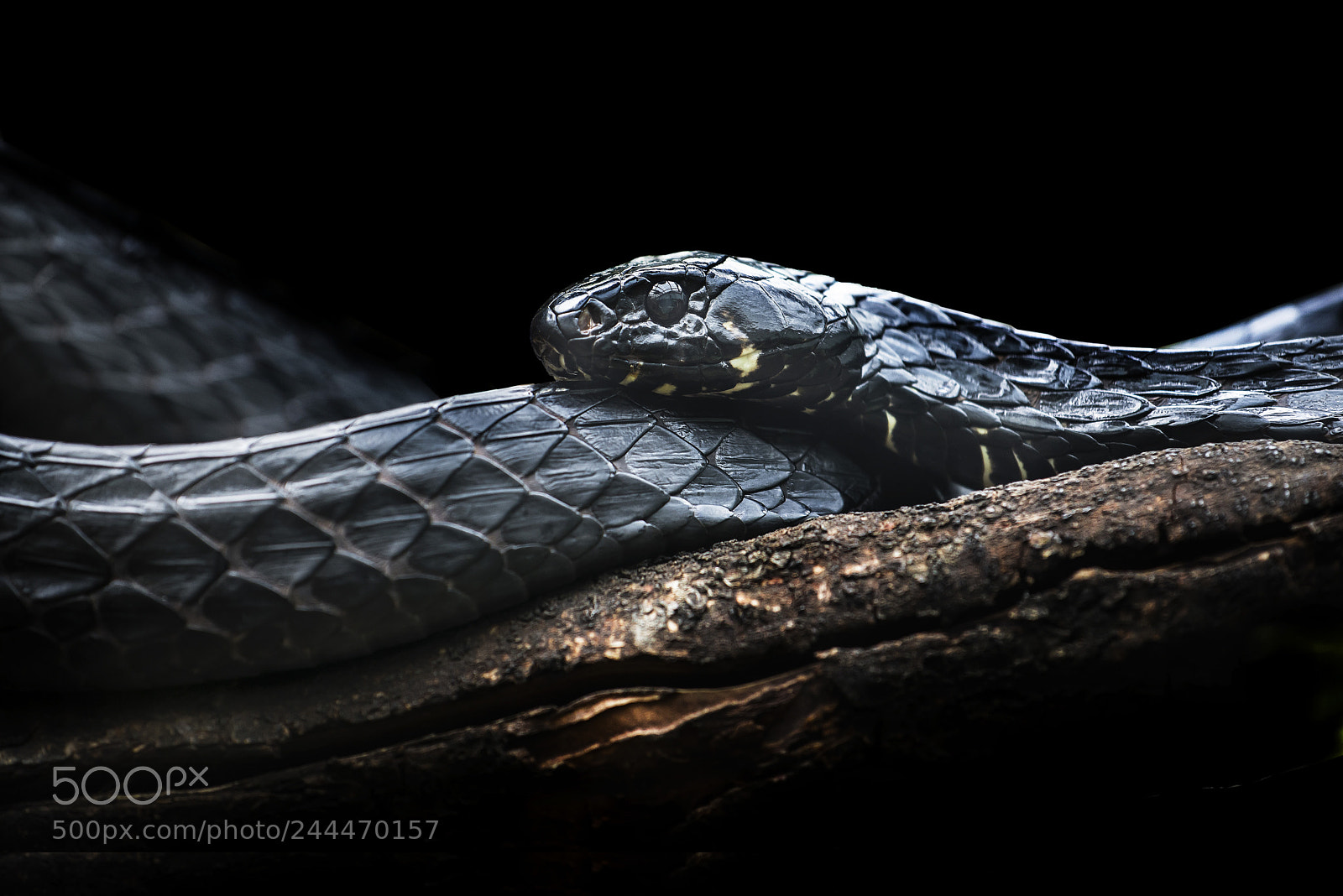 Nikon D610 sample photo. Wild live enero sanke #3 photography