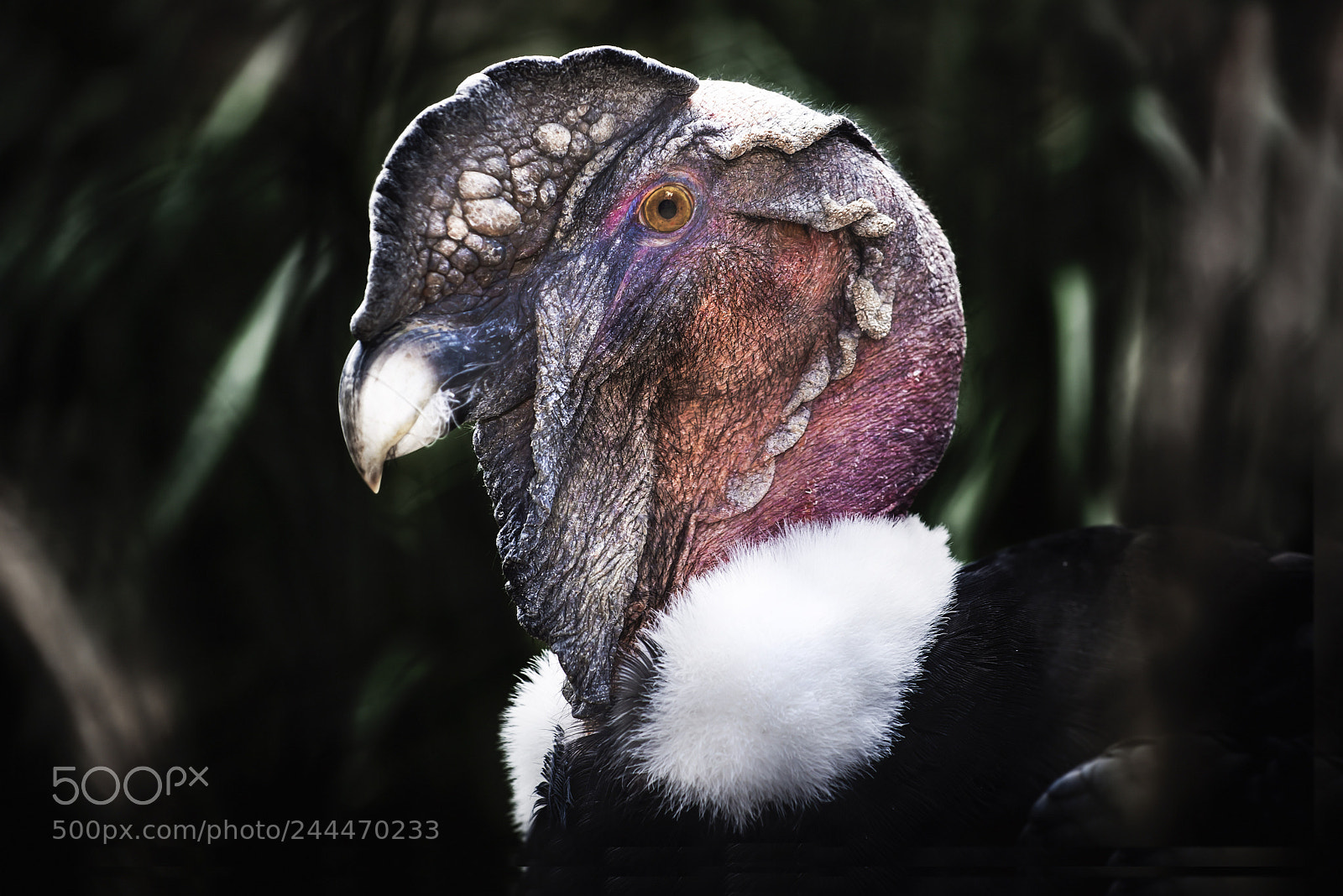 Nikon D610 sample photo. Condor andino macho photography