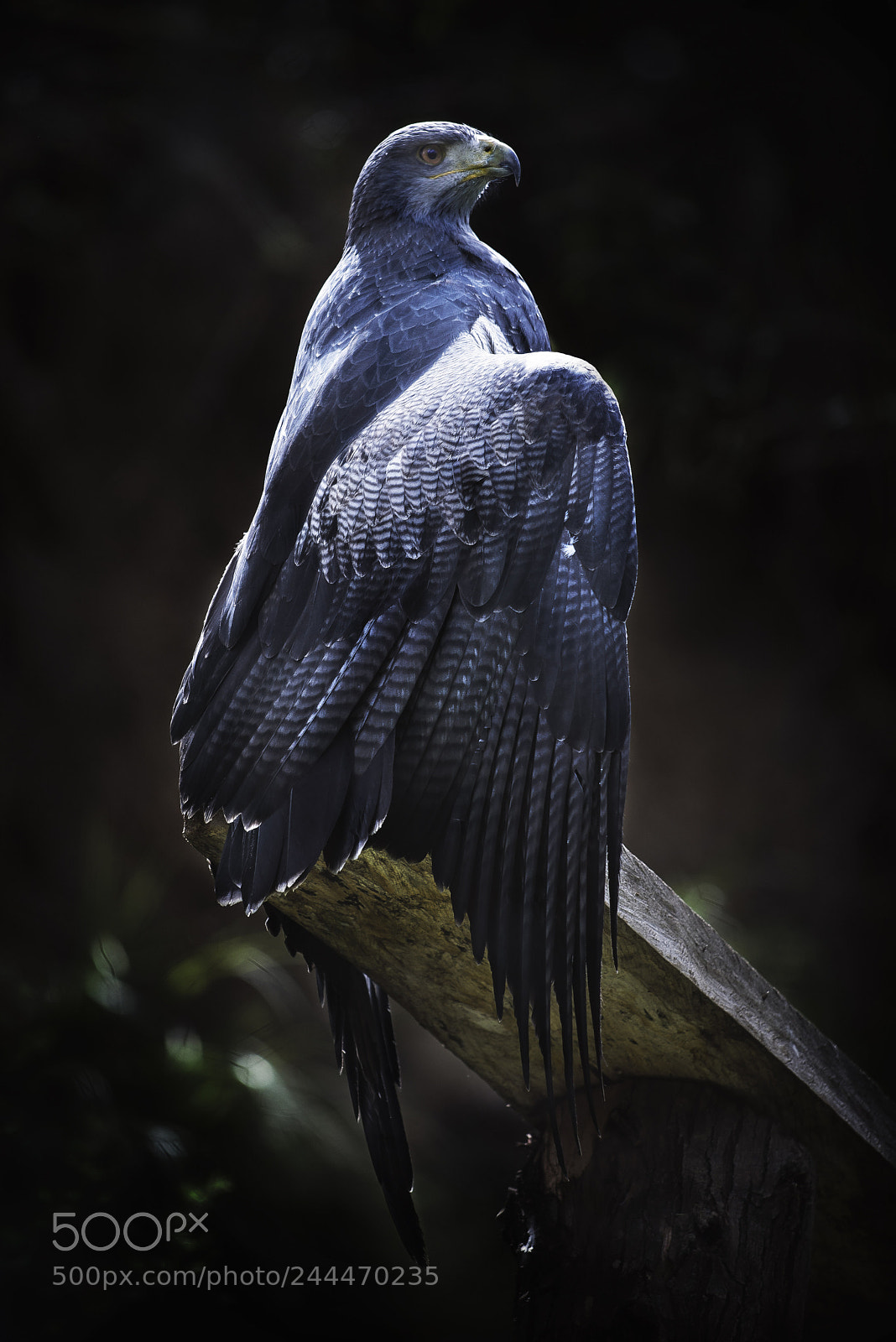 Nikon D610 sample photo. Amaru enero 2018 agila photography