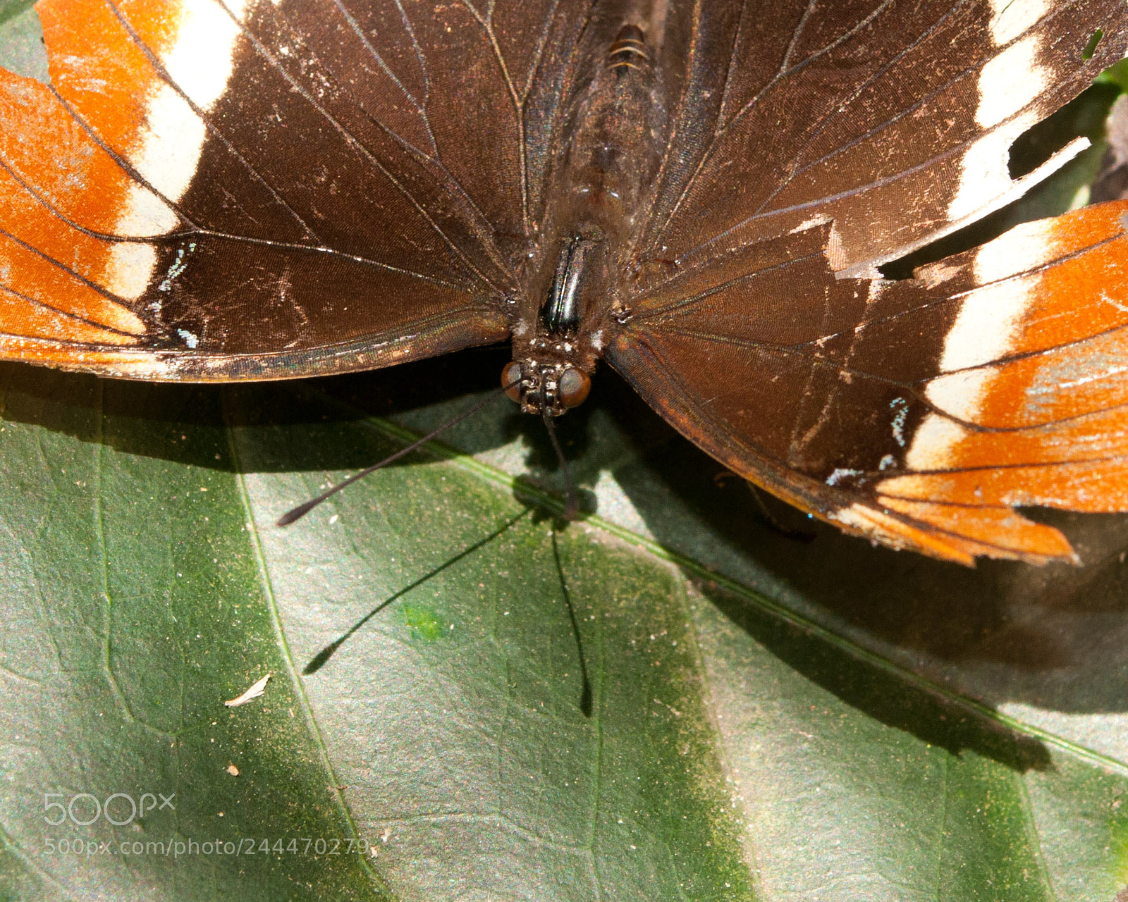 Nikon D5000 sample photo. Look closer photography