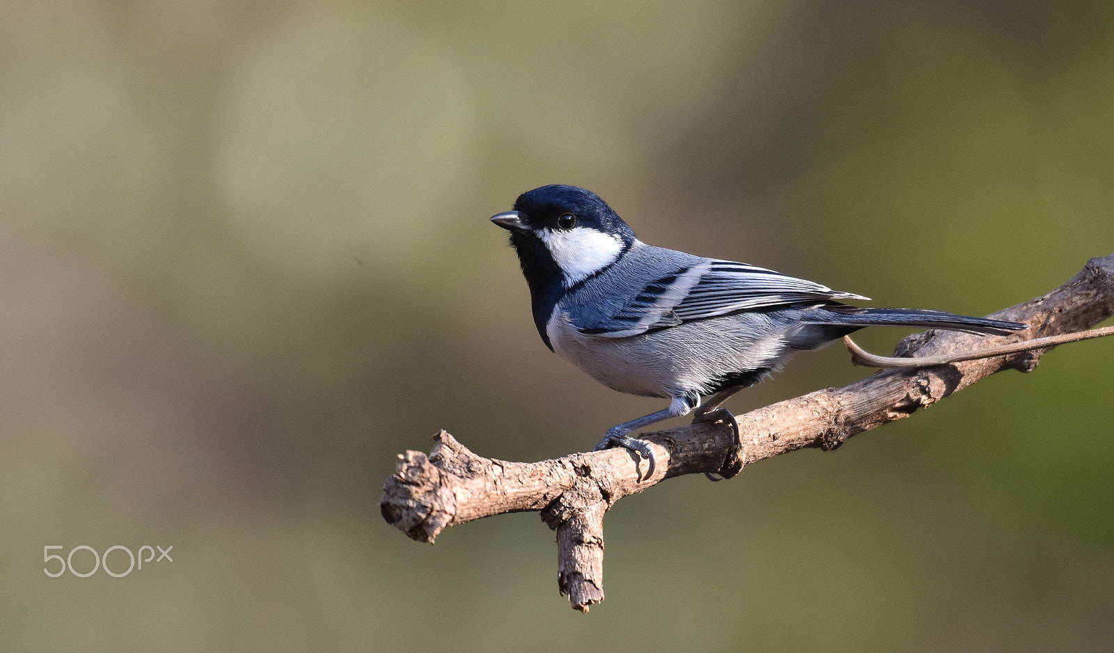 Nikon AF-S Nikkor 200-500mm F5.6E ED VR sample photo. Cinereous tit photography