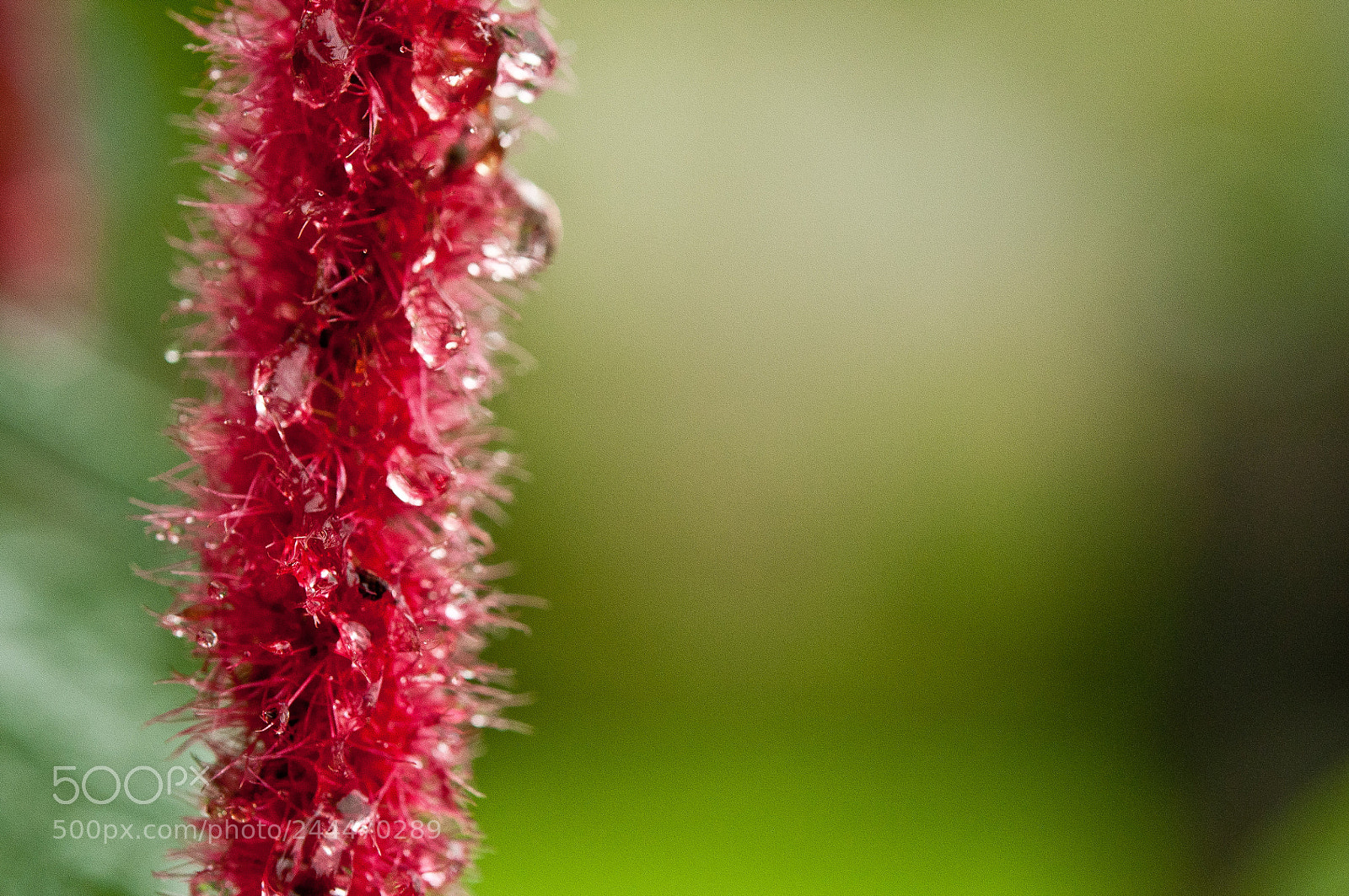 Nikon D5000 sample photo. Pink rain photography