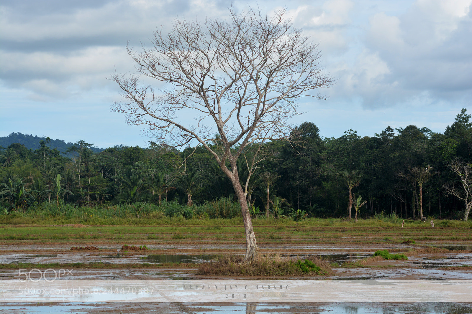Nikon D7100 sample photo. Still alive photography