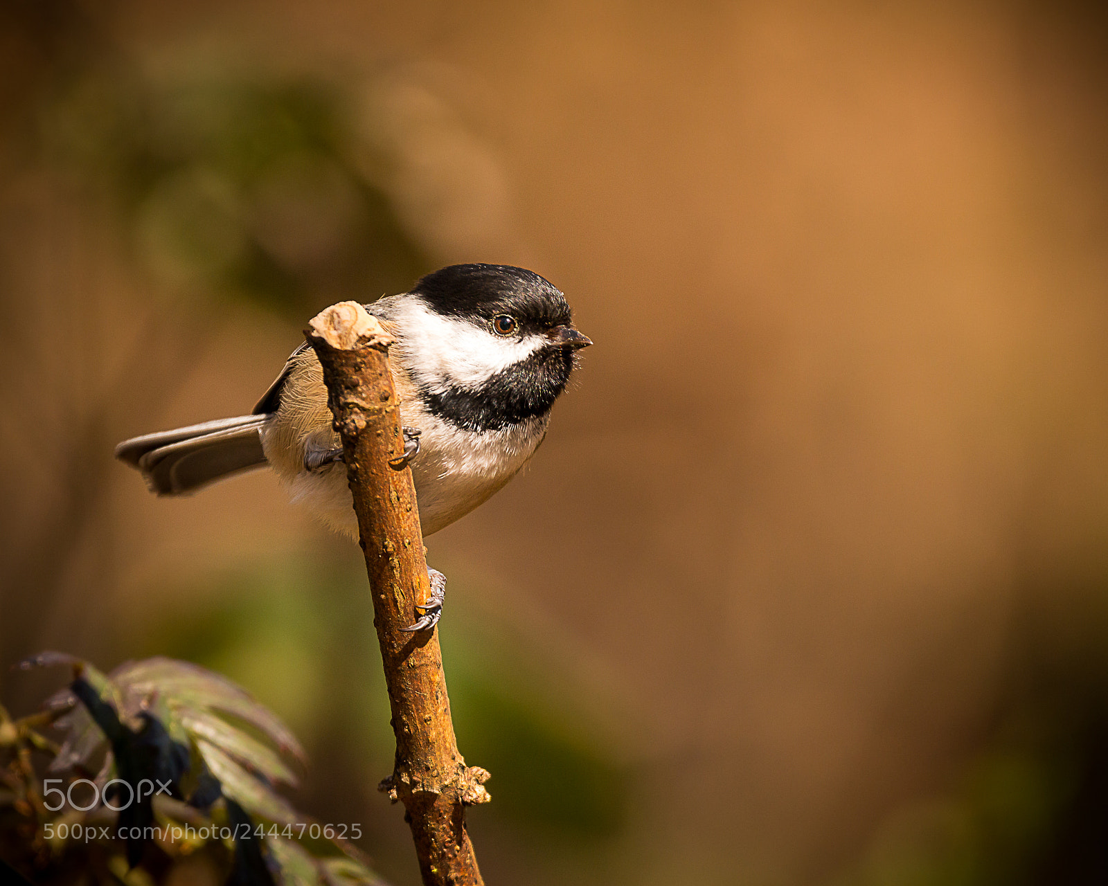 Canon EOS 70D sample photo. Chickadee on a branch photography