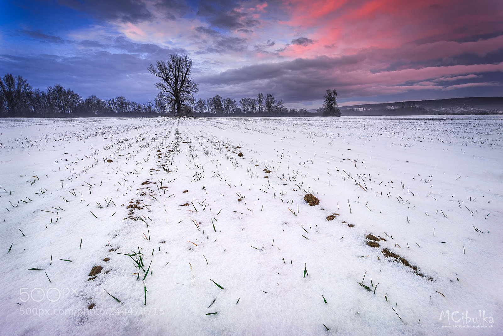 Sony a7R sample photo. Sky over the tree photography