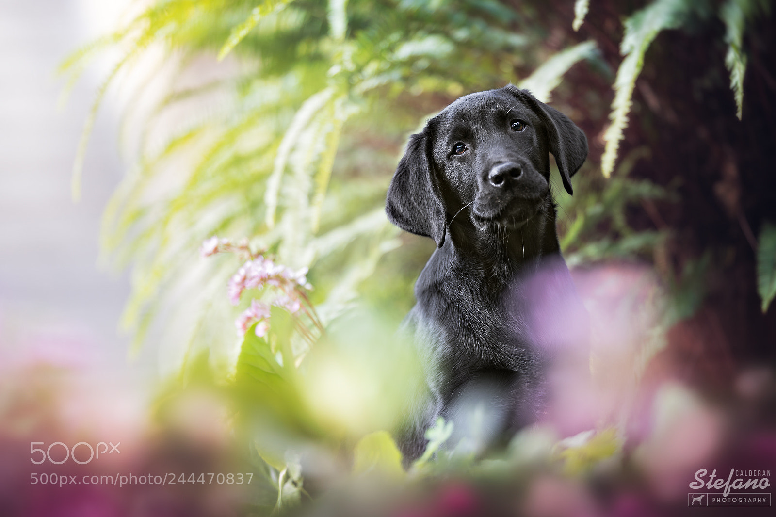 Canon EOS-1D X Mark II sample photo. Oliver! photography