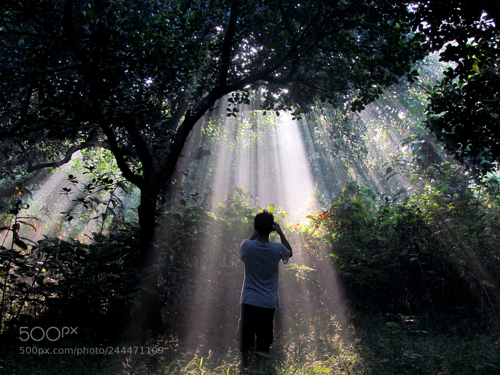 Canon PowerShot SX30 IS sample photo. Friendship of sun rays photography
