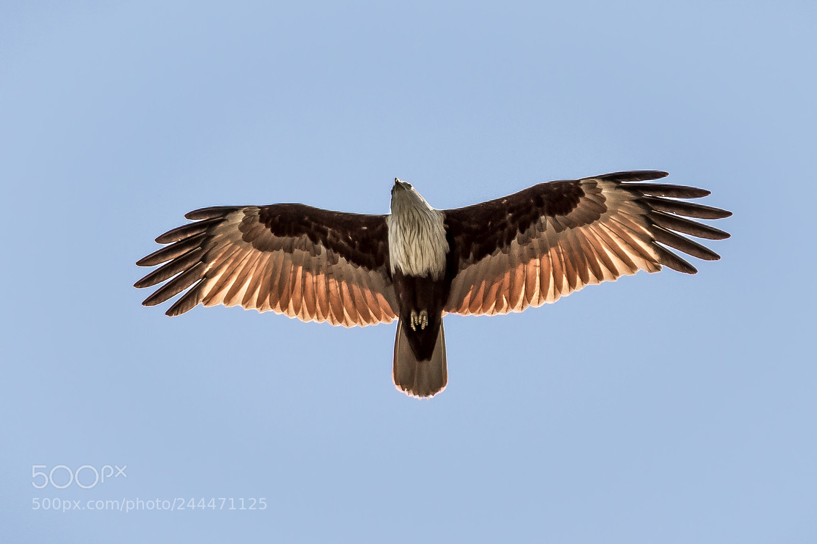 Nikon D7200 sample photo. White headed sea eagle photography