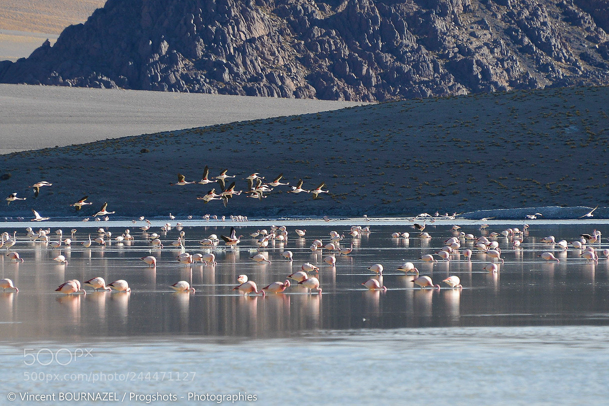 Nikon D800 sample photo. Laguna grande - altiplano photography