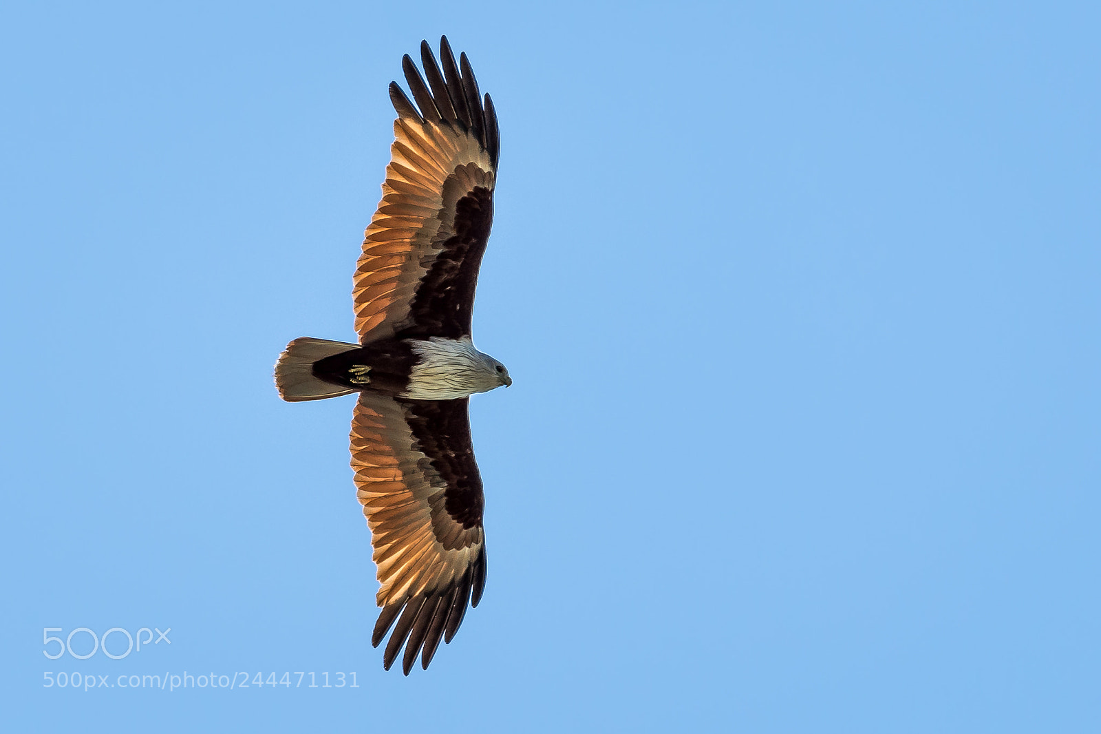 Nikon D7200 sample photo. White headed sea eagle photography