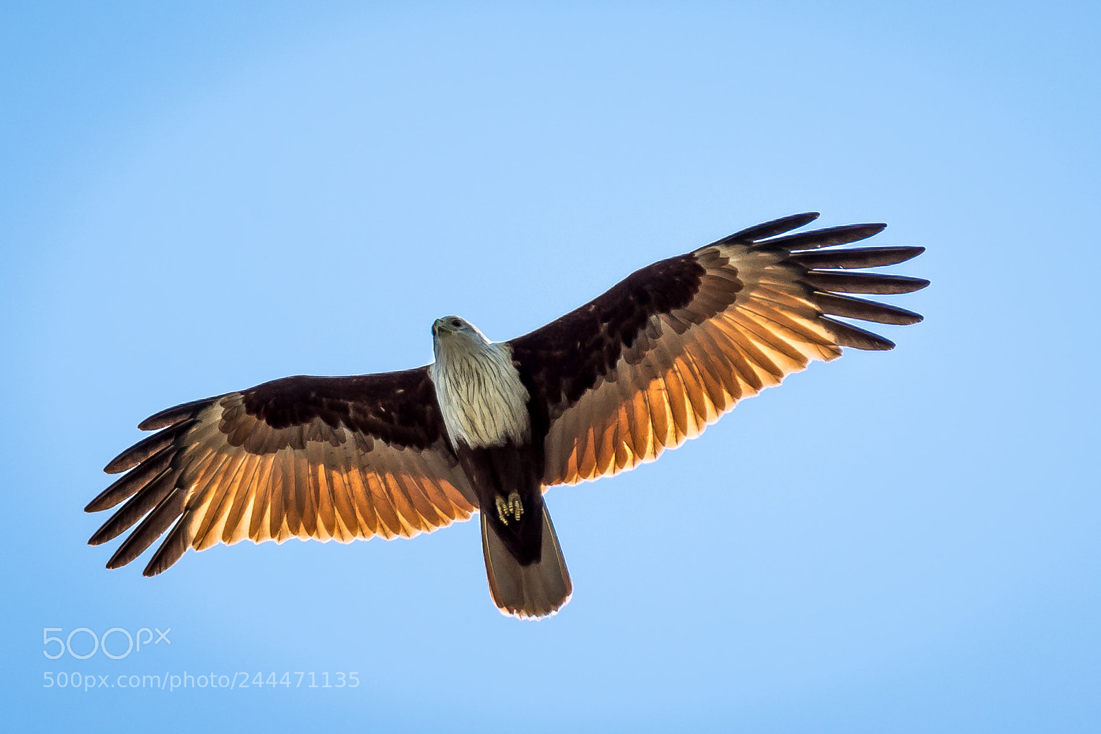 Nikon D7200 sample photo. White headed sea eagle photography