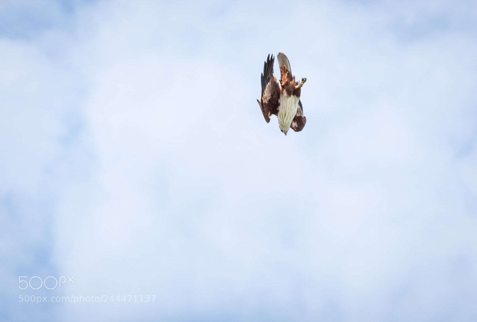 Nikon D7200 sample photo. White headed sea eagle photography