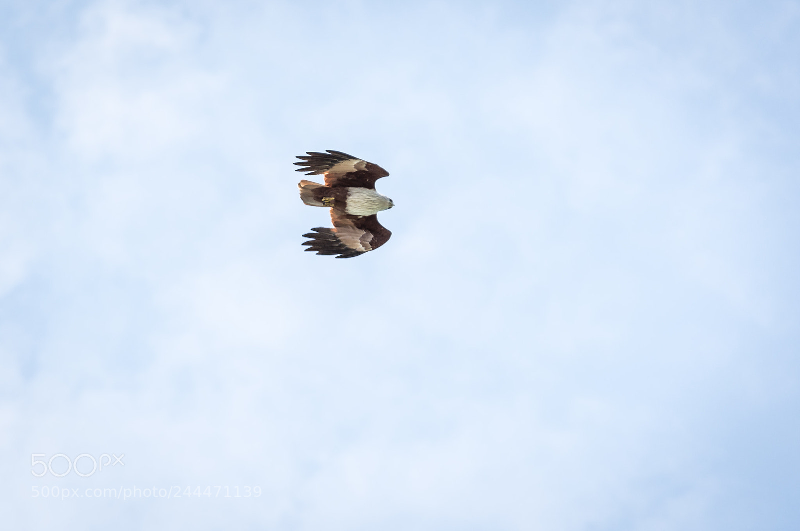 Nikon D7200 sample photo. White headed sea eagle photography