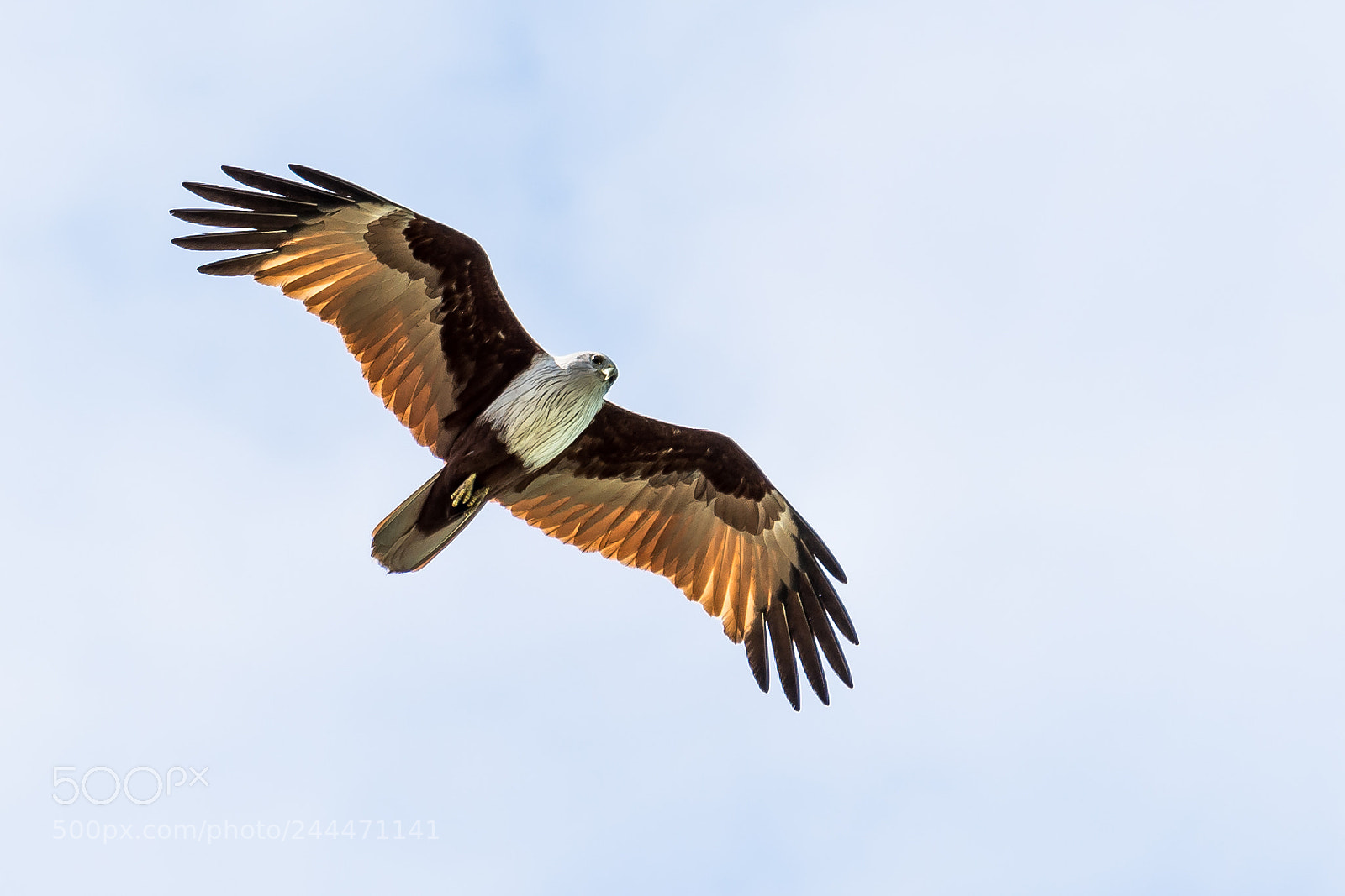 Nikon D7200 sample photo. White headed sea eagle photography