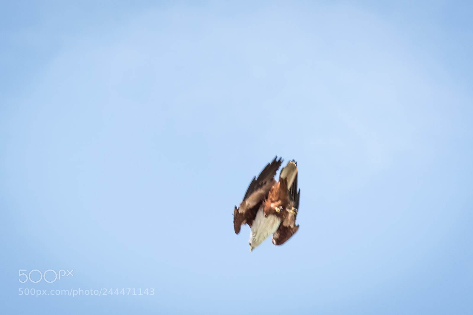 Nikon D7200 sample photo. White headed sea eagle photography
