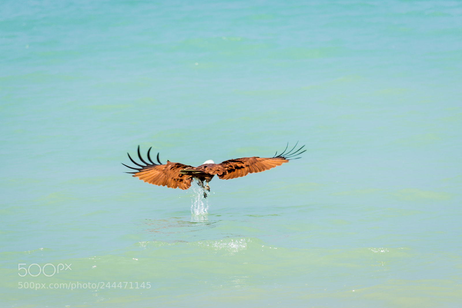 Nikon D7200 sample photo. White headed sea eagle photography
