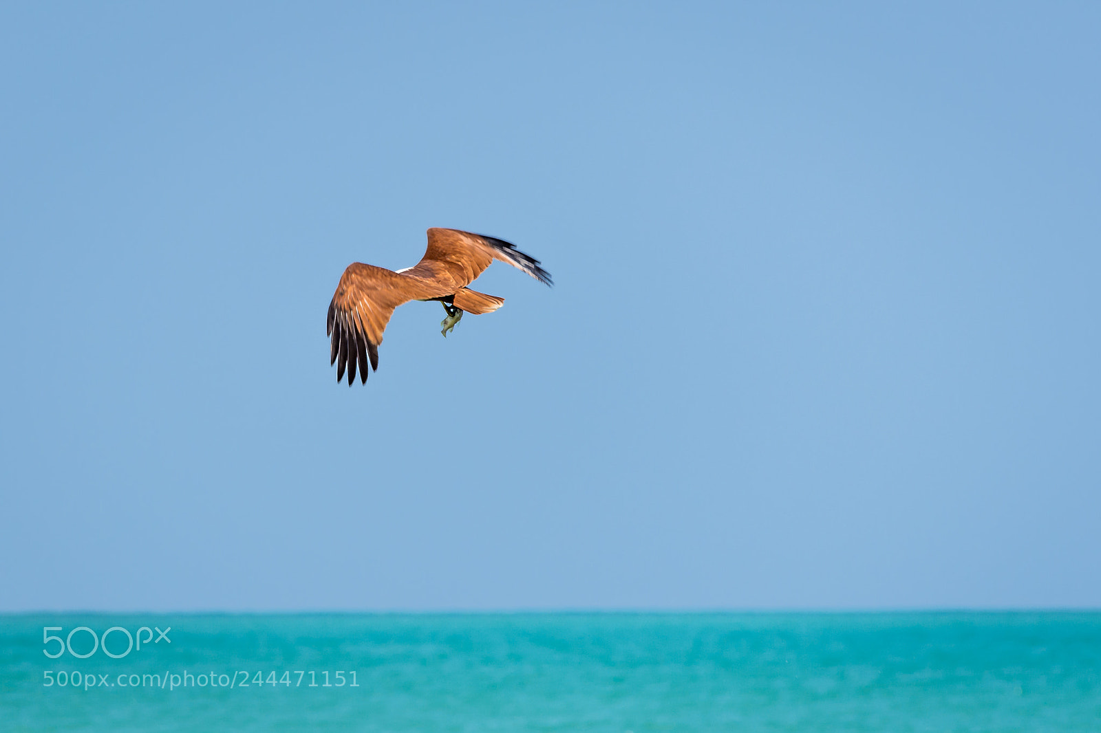 Nikon D7200 sample photo. White headed sea eagle photography