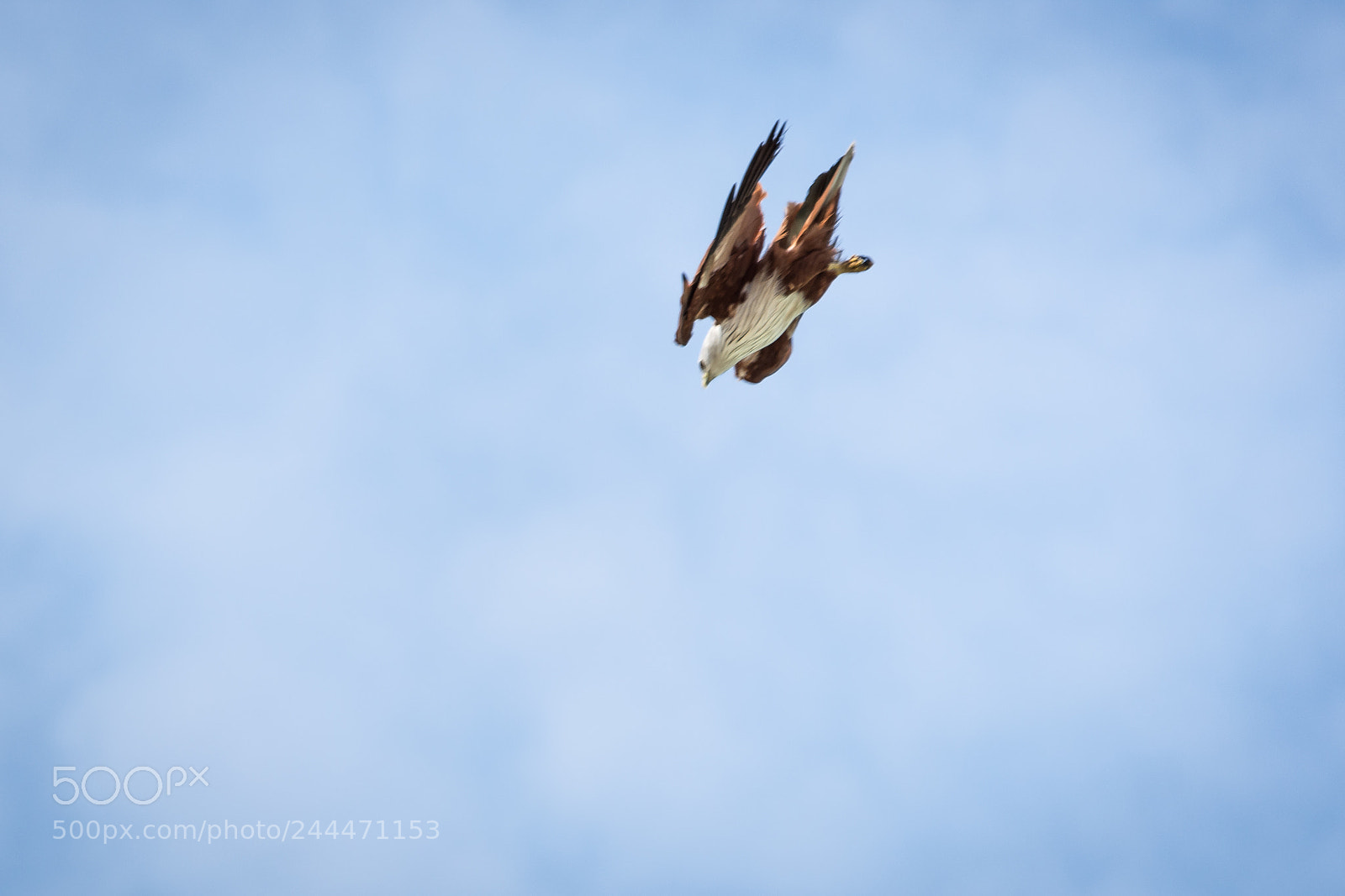Nikon D7200 sample photo. White headed sea eagle photography