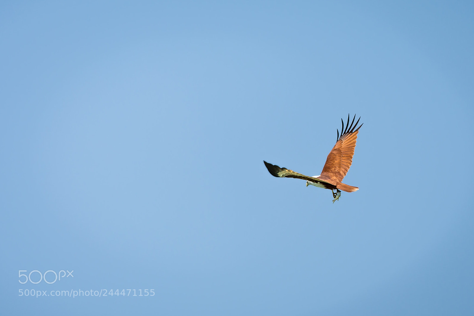Nikon D7200 sample photo. White headed sea eagle photography