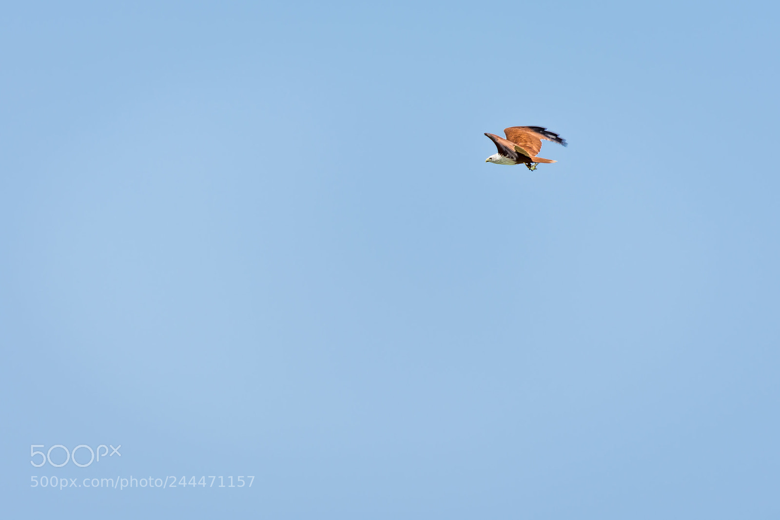 Nikon D7200 sample photo. White headed sea eagle photography