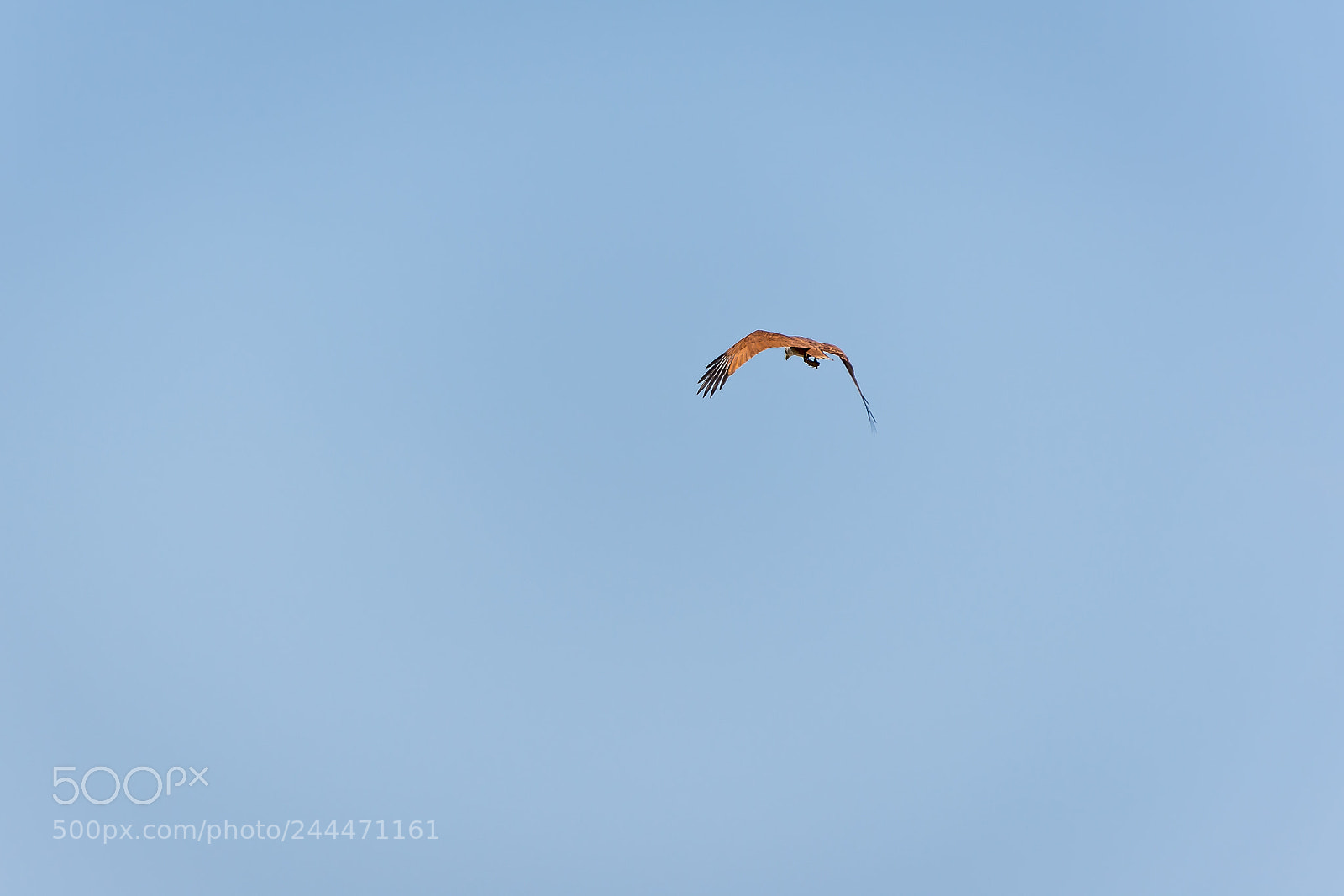 Nikon D7200 sample photo. White headed sea eagle photography