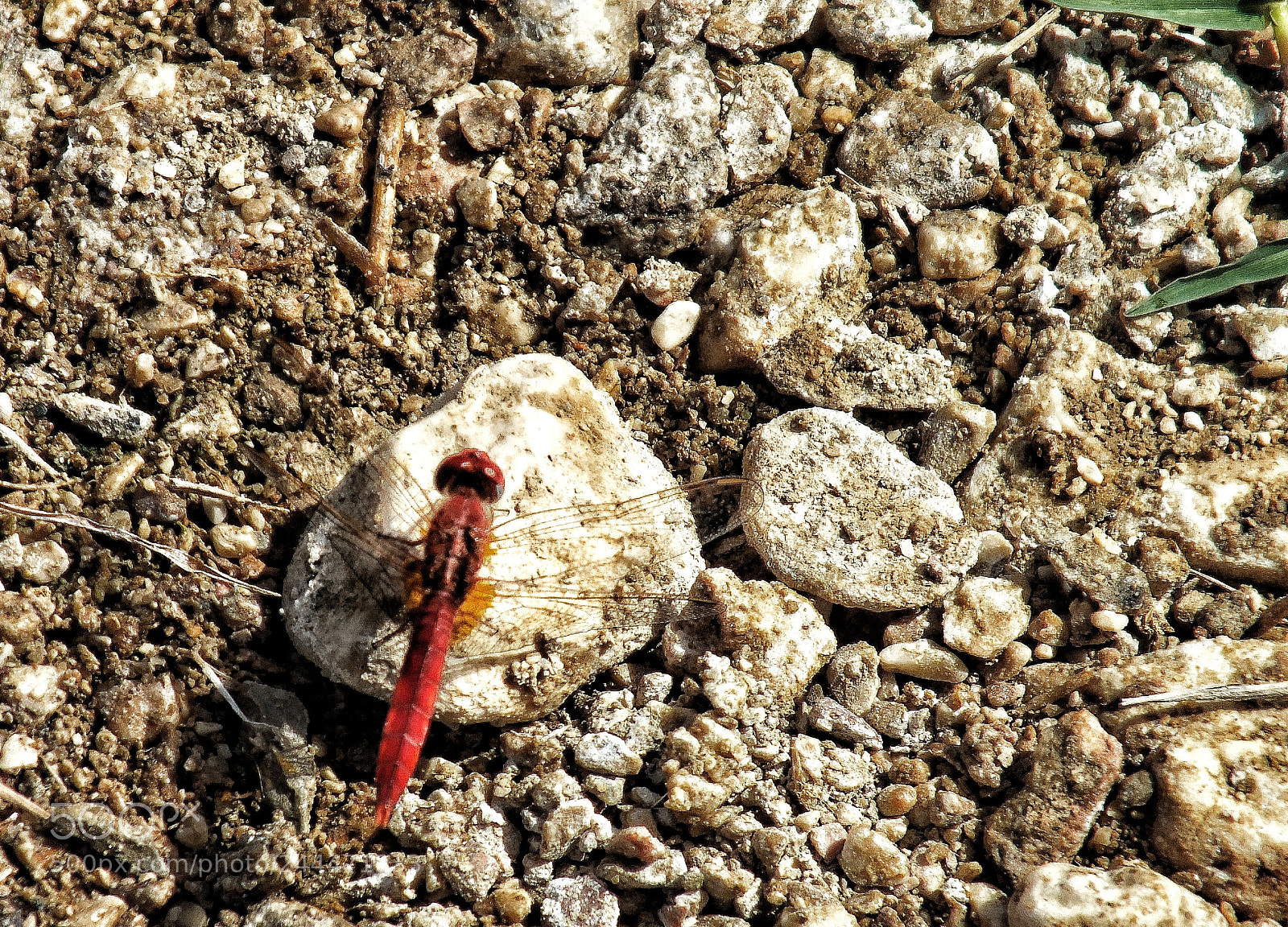 Fujifilm FinePix HS30EXR sample photo. The red dragonfly photography