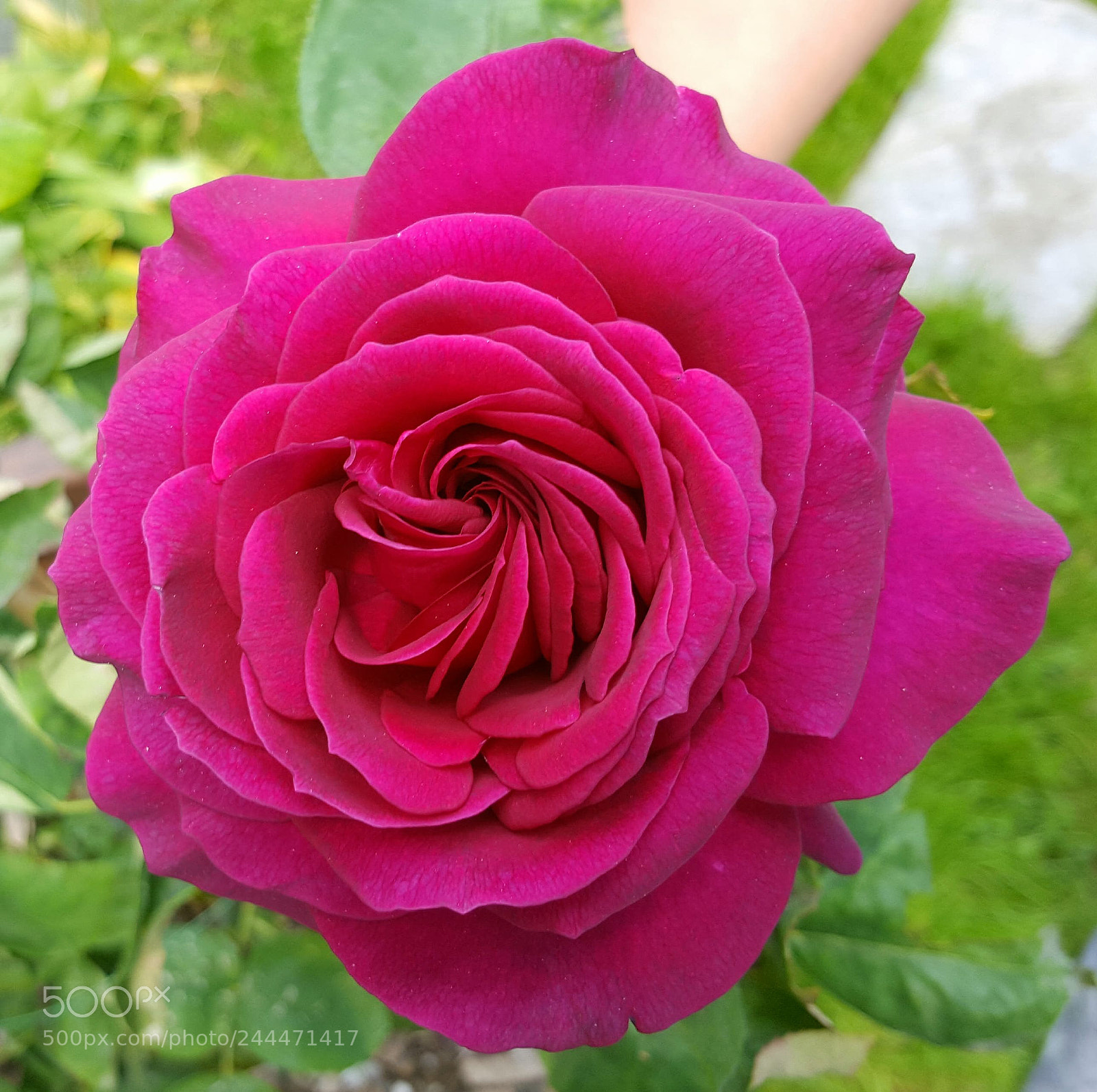 Samsung Galaxy S6 sample photo. Perfect photography